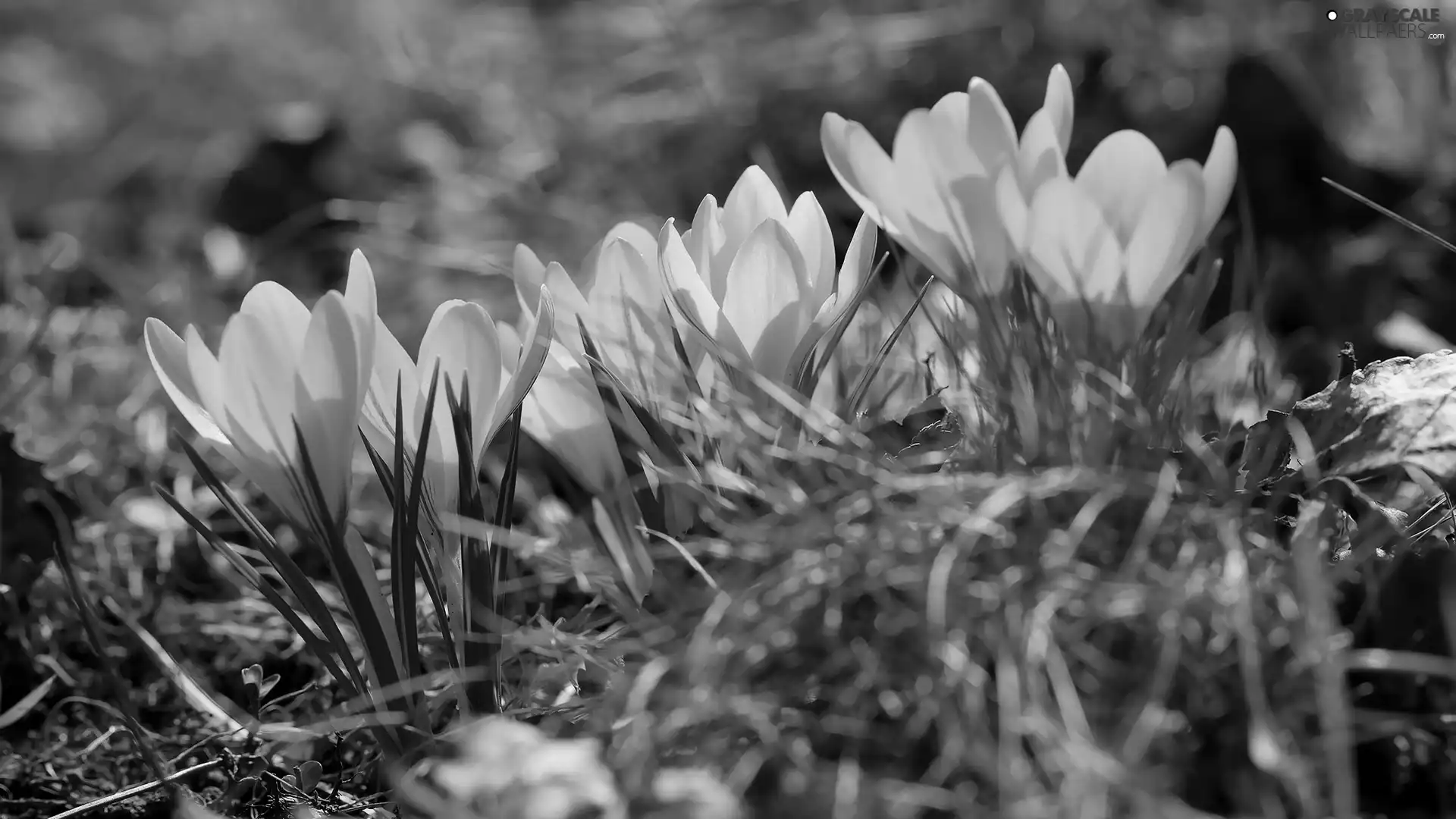 crocuses, Yellow, Flowers, developed