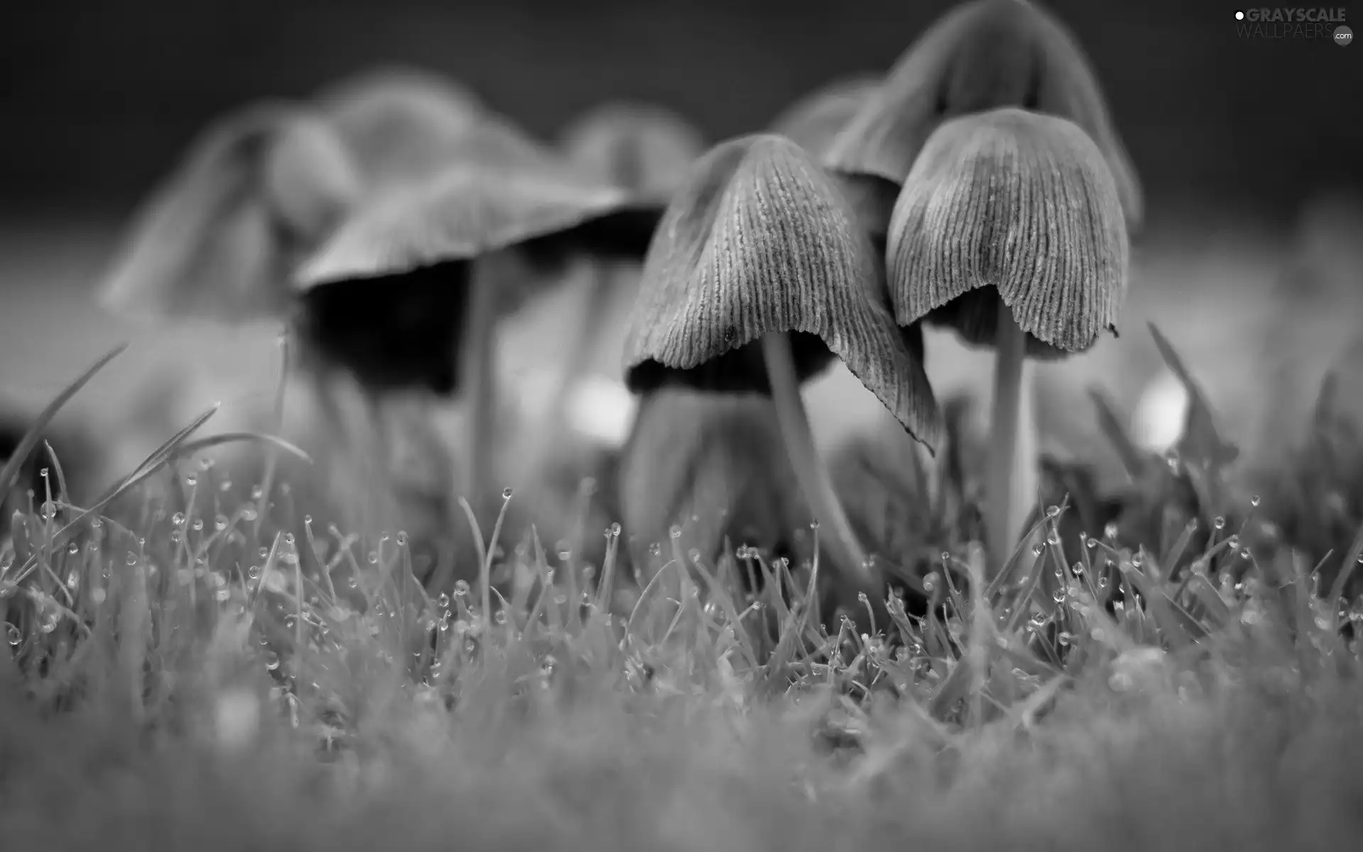 dew, toadstools, ##