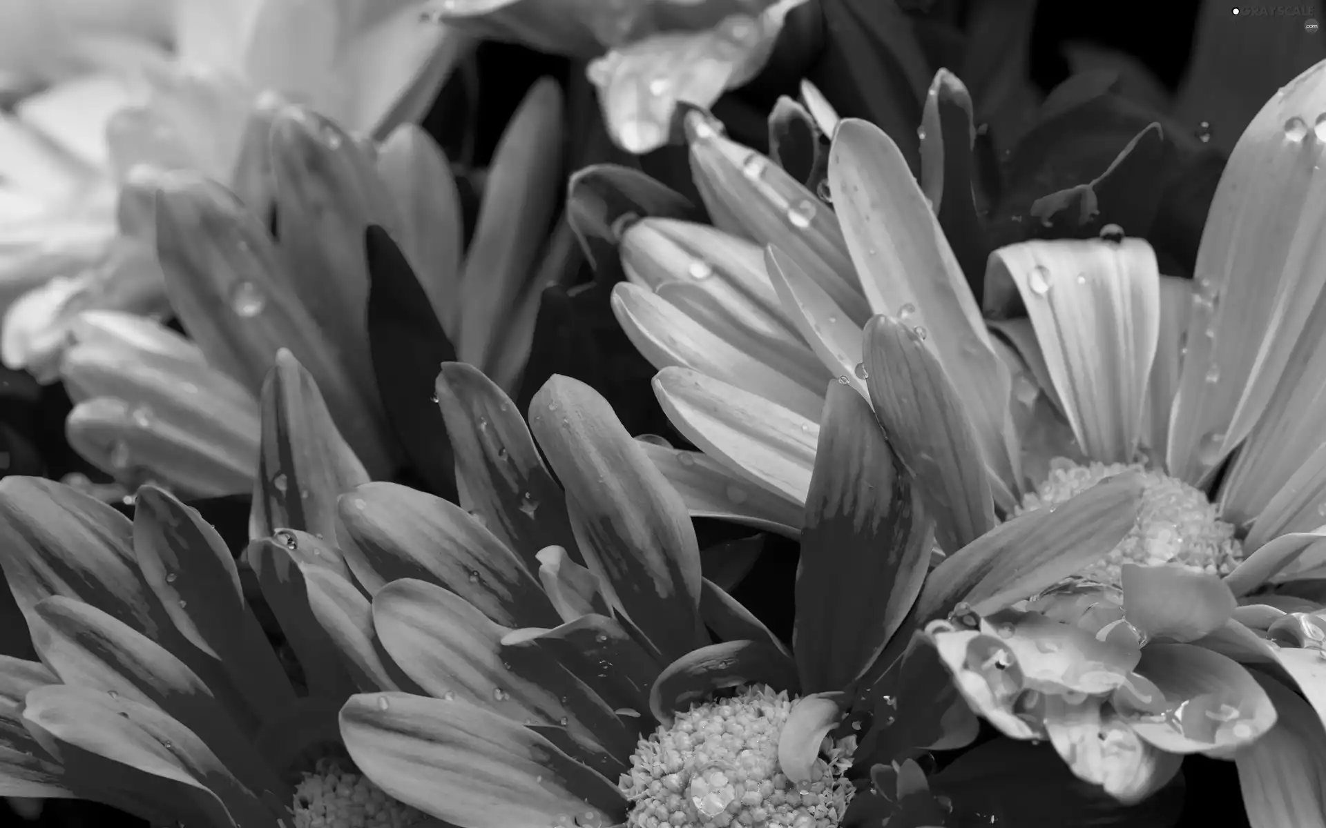 color, pyrethrum, dew, Flowers