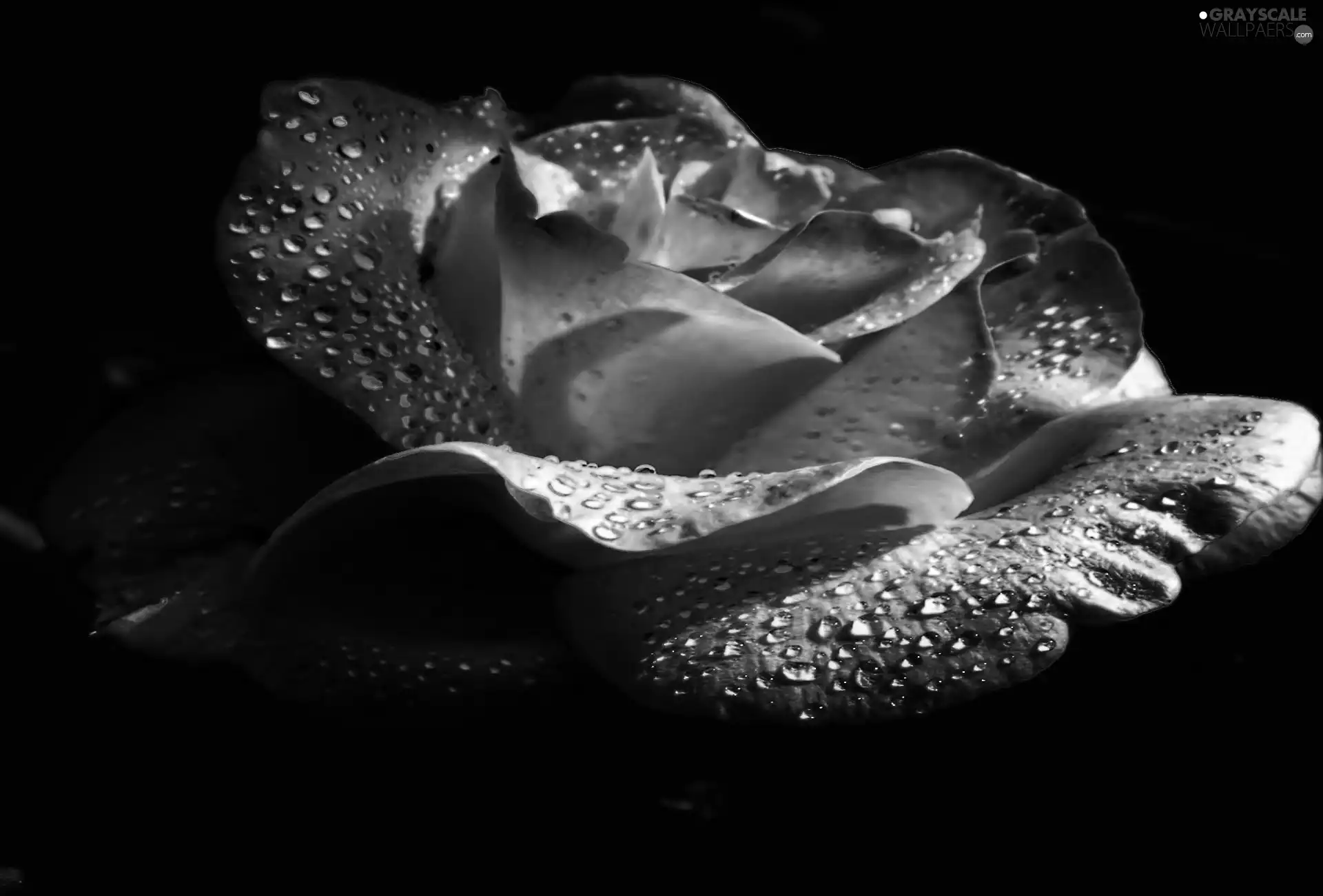 dew, rose, flakes