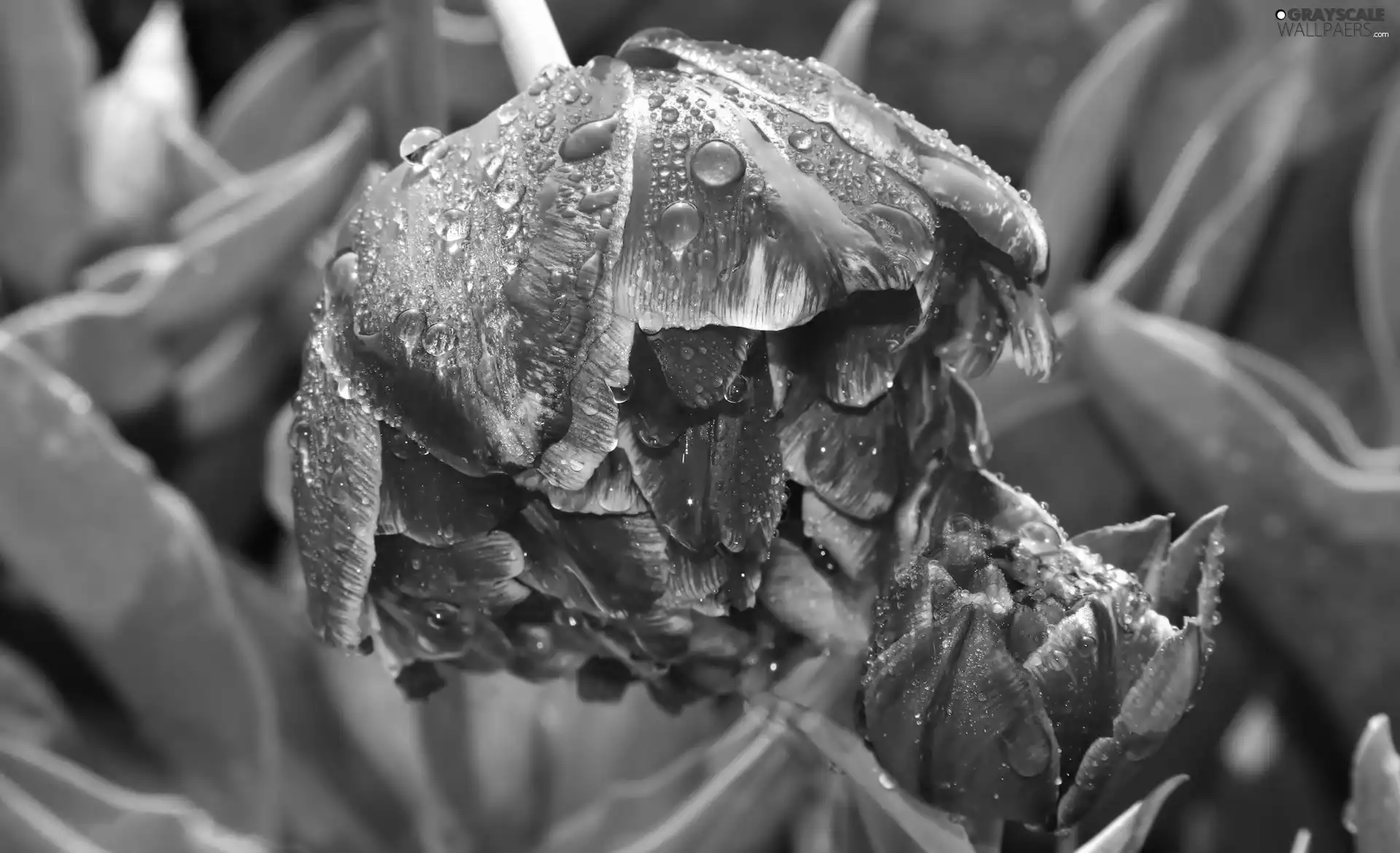 dew, Tulips, Flowers