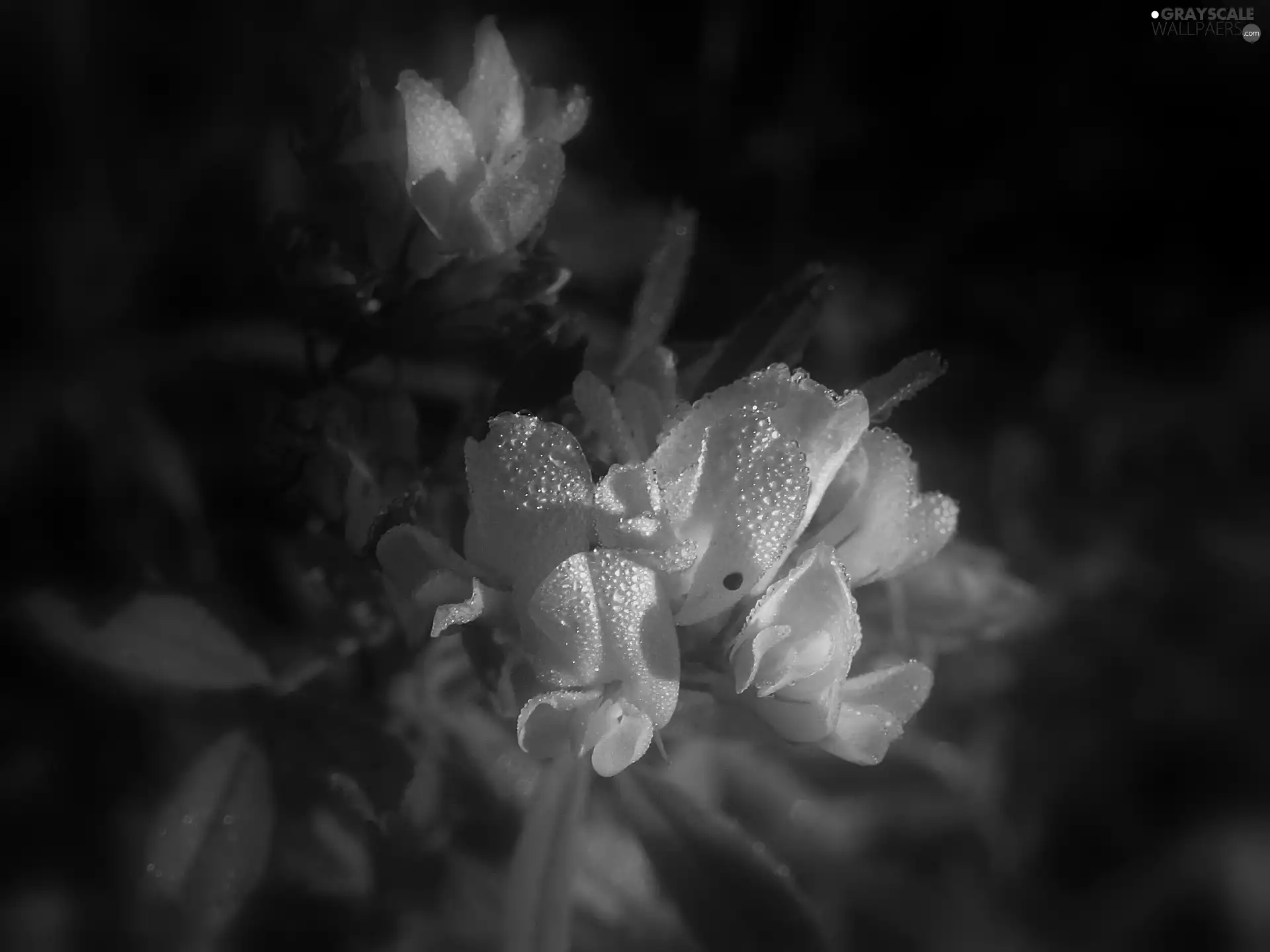 dew, Yellow, Flowers