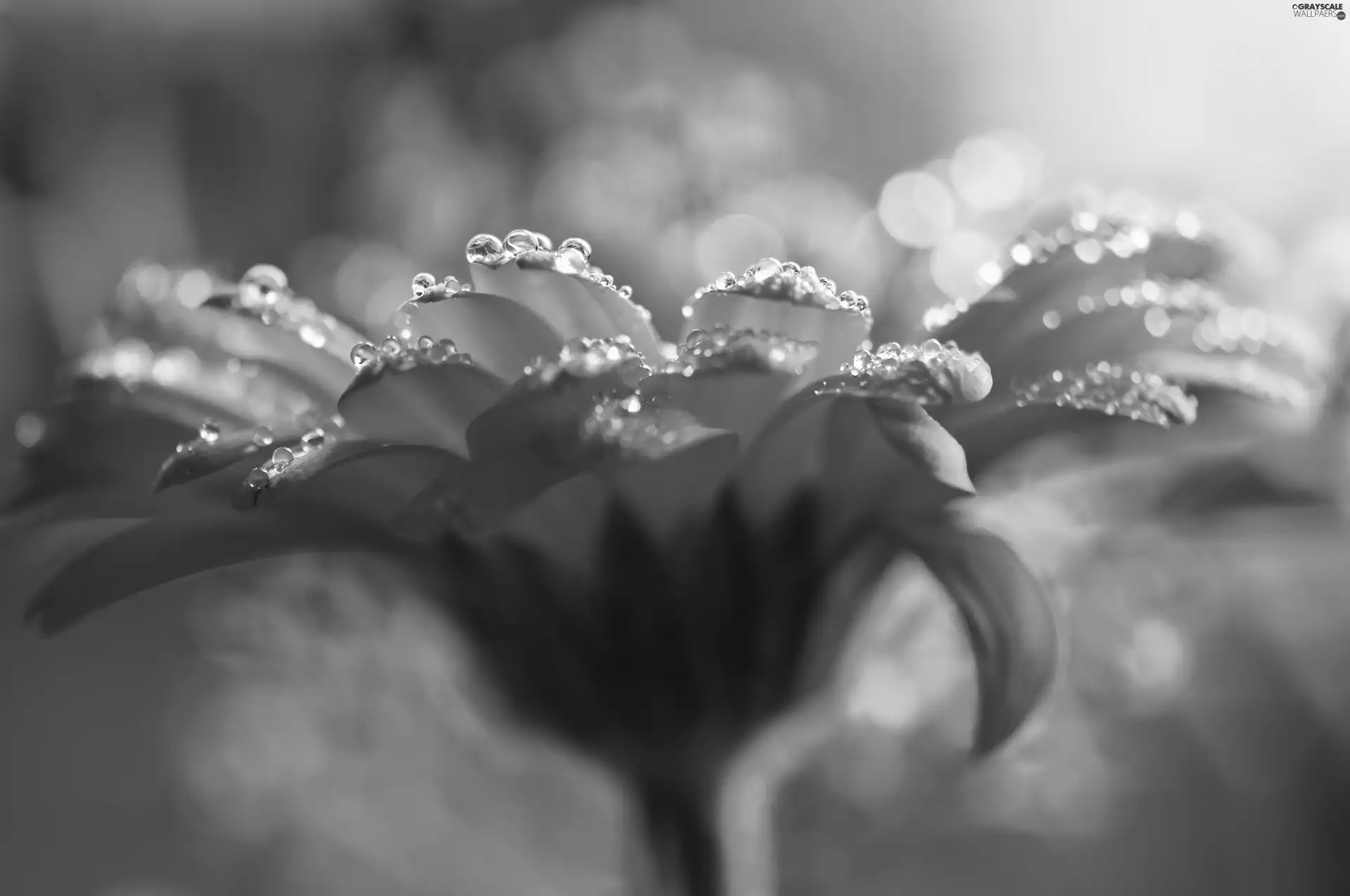 Gerbera, dew