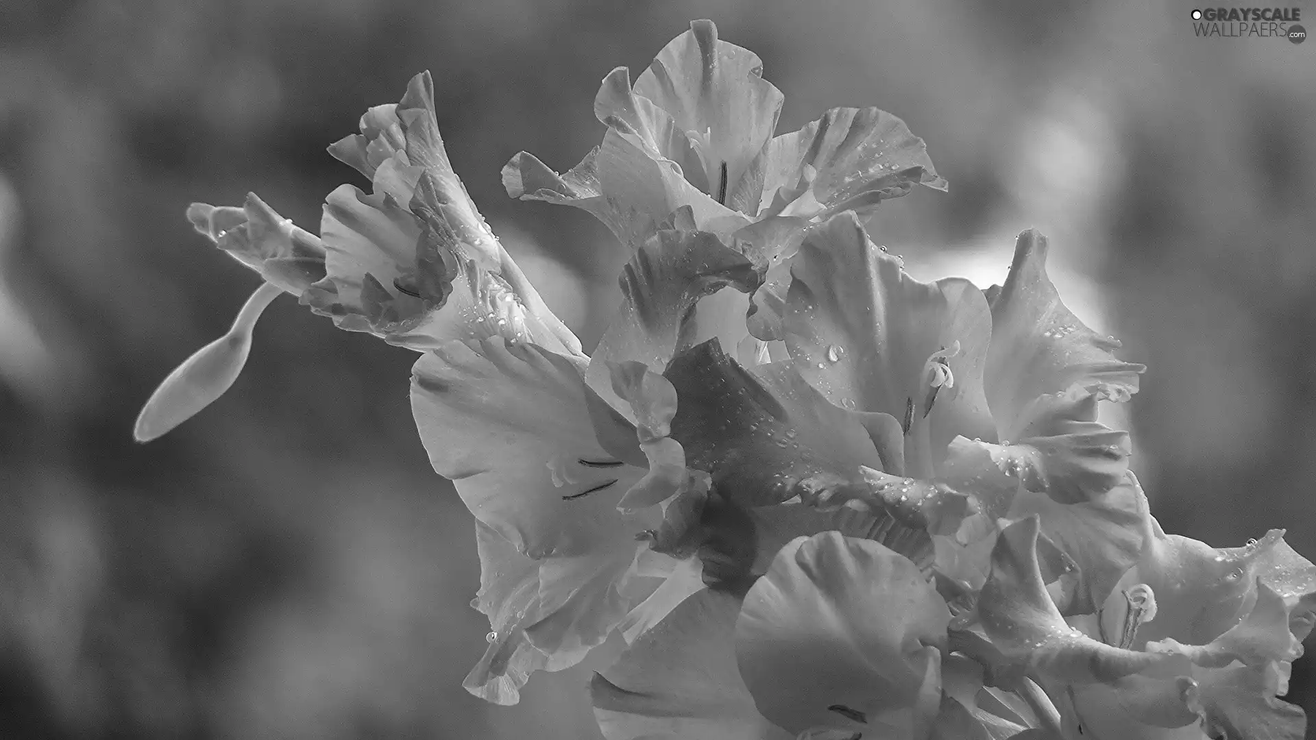 gladioli, dew