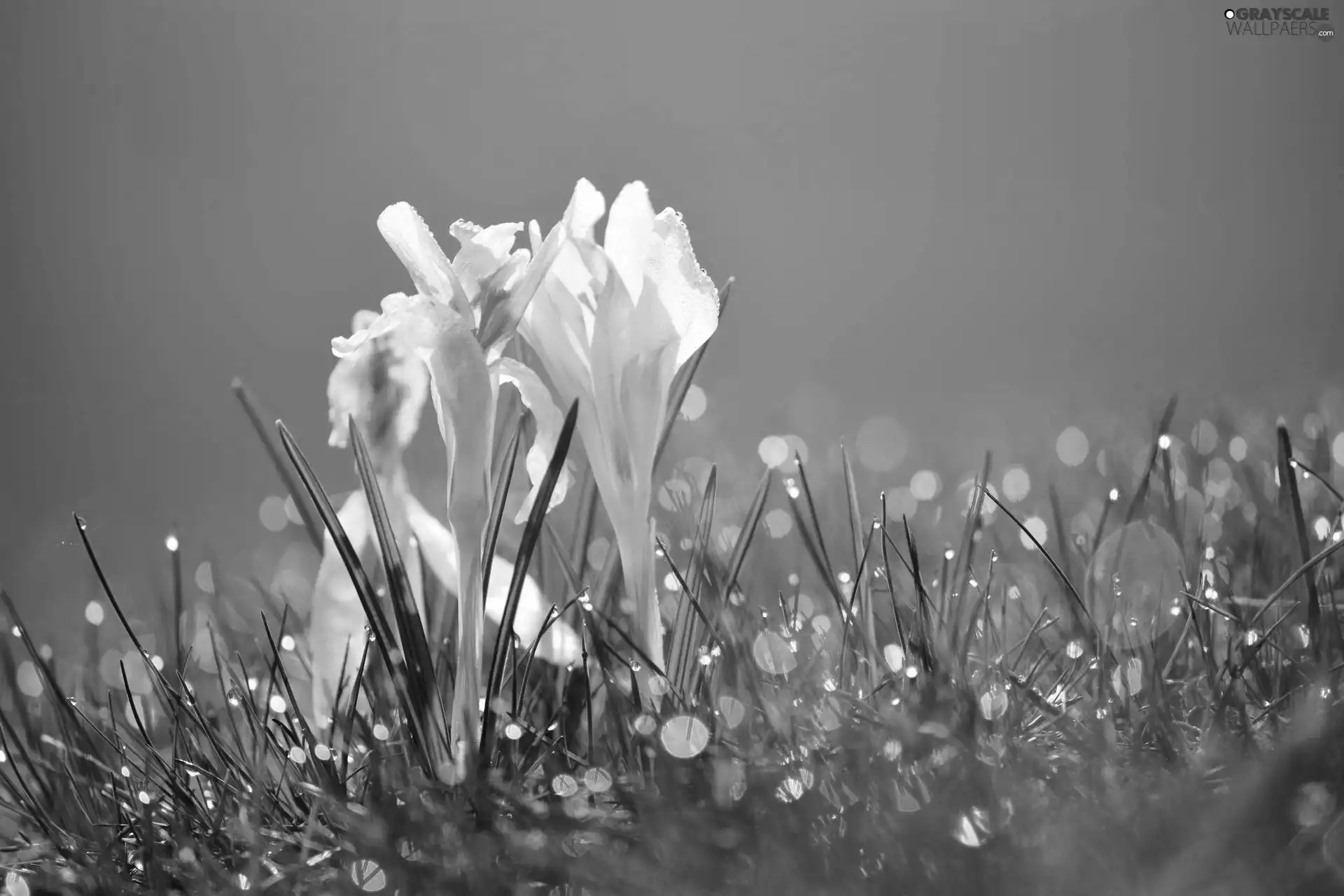 dew, crocuses, grass