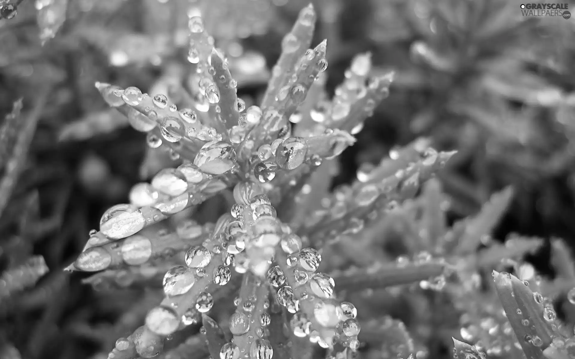 dew, needles, Morning