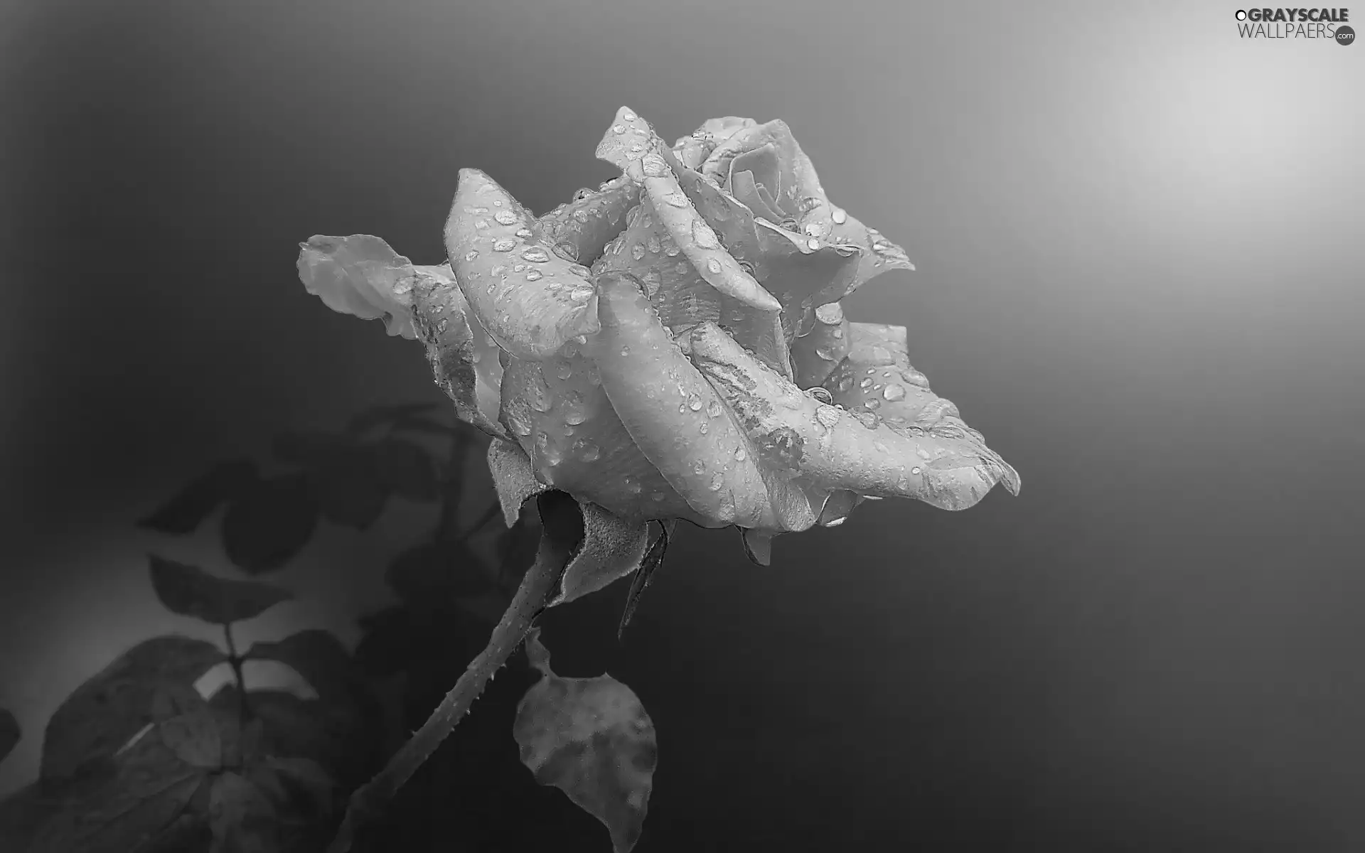 dew, Pink, rose
