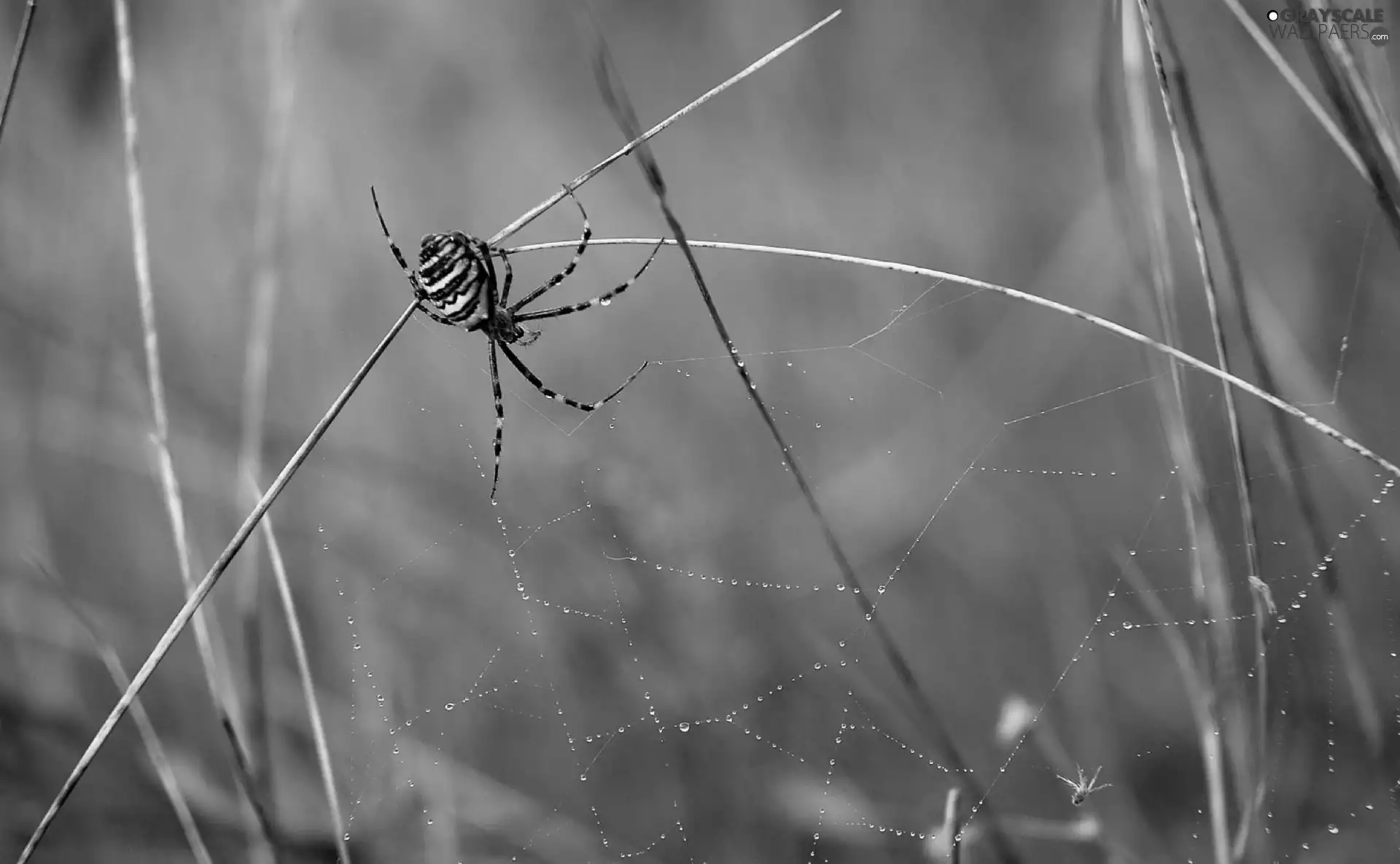 Spider, Twigs, dew, Argiope