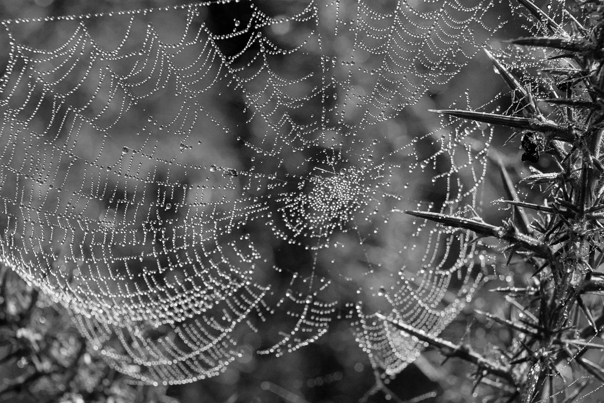 Web, dew