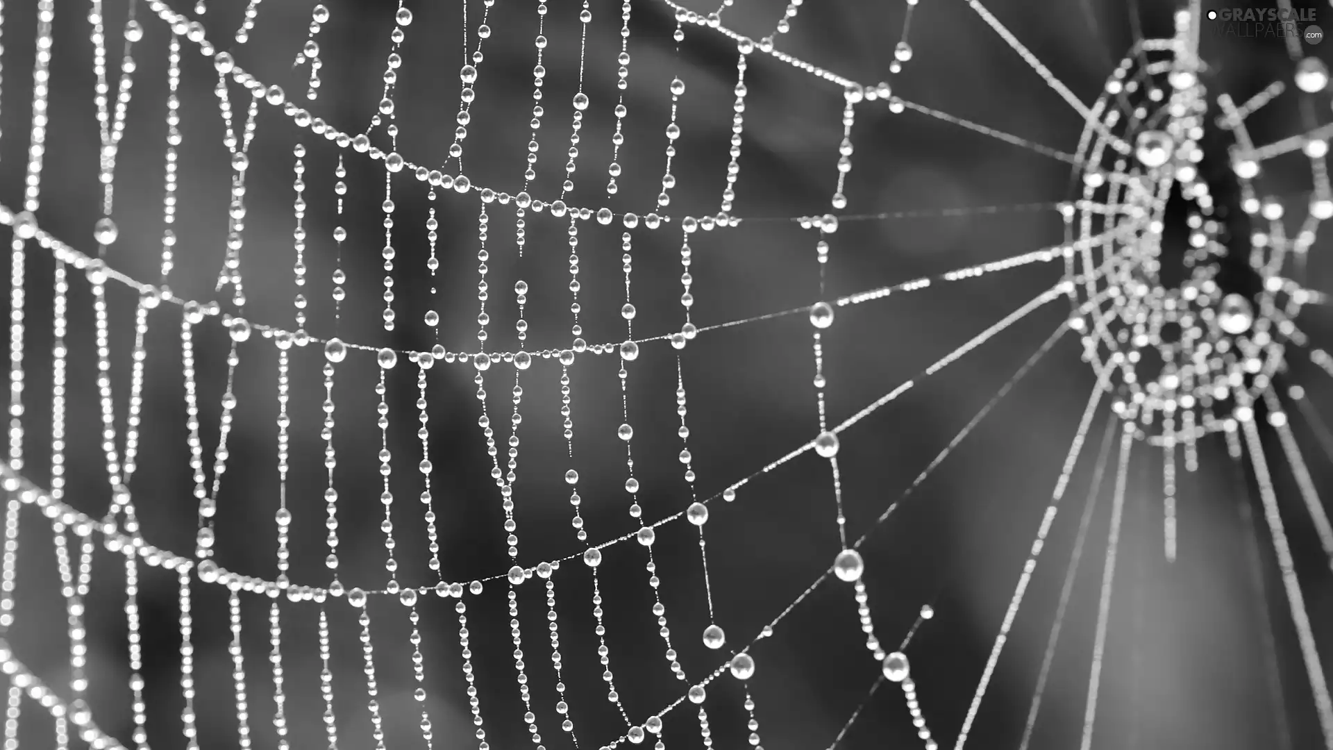 Web, dew