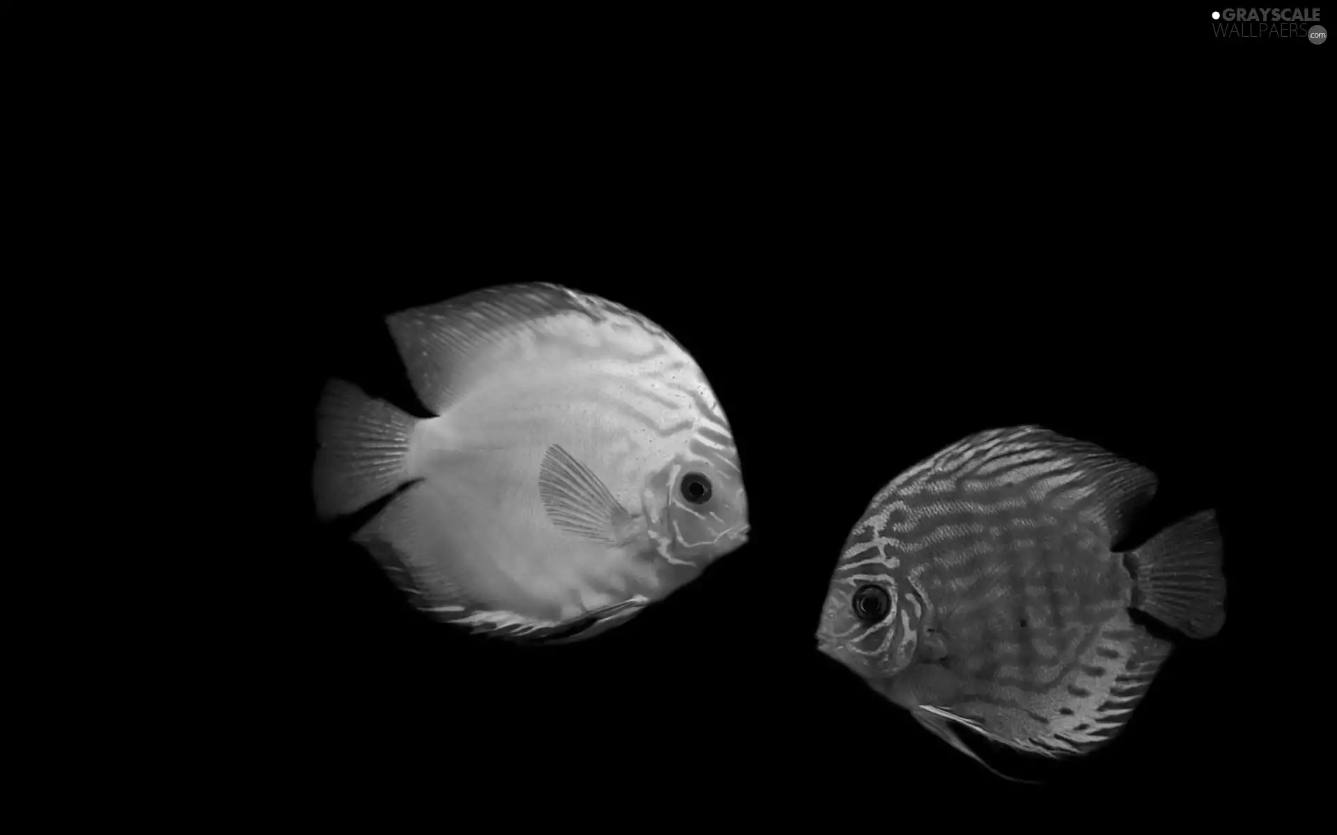 fish, Discus