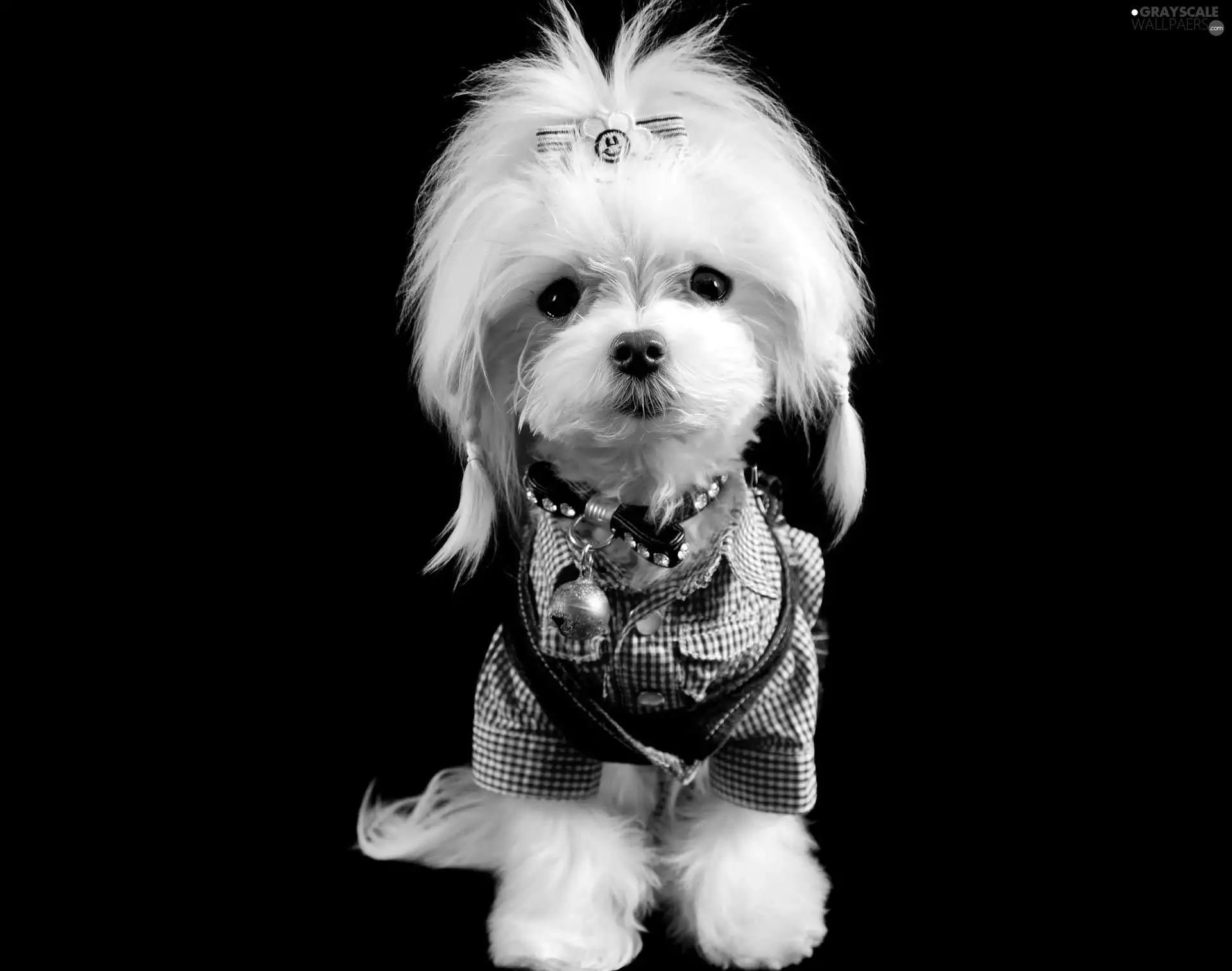 White, doggy