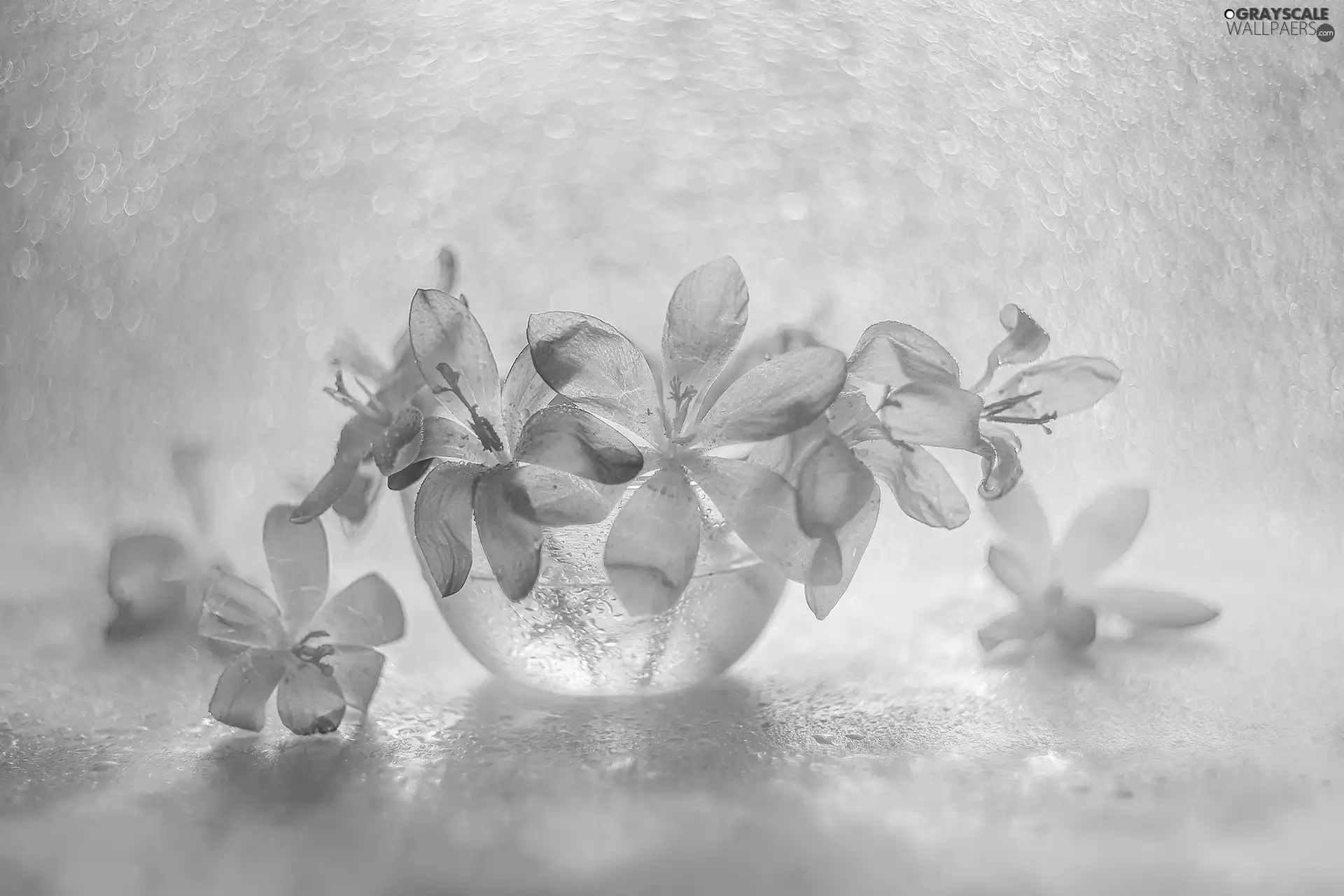Flowers, crocuses, glass, dish, Spring, purple
