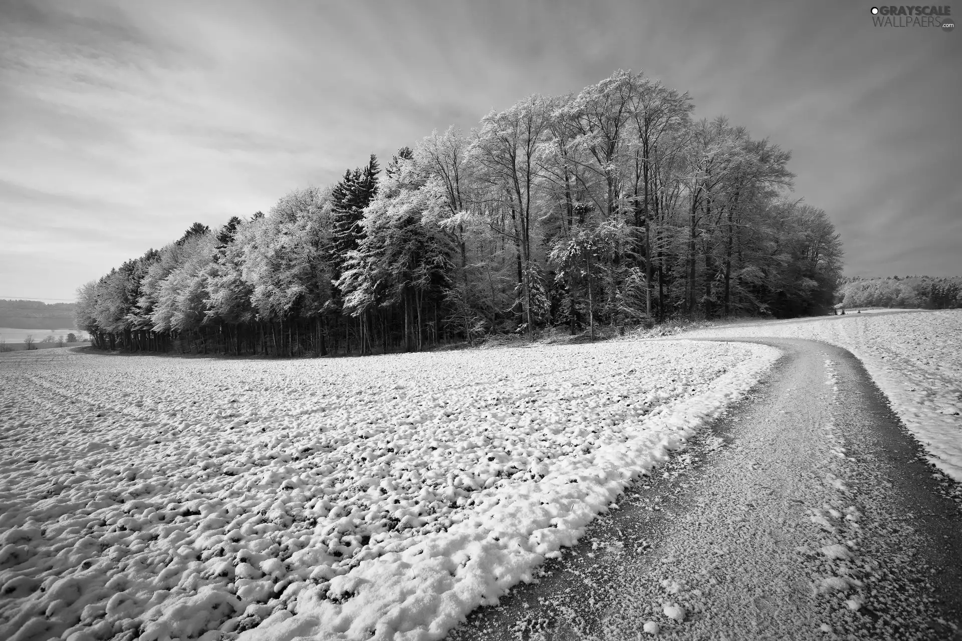 Do, forest, field, Way, Snowy