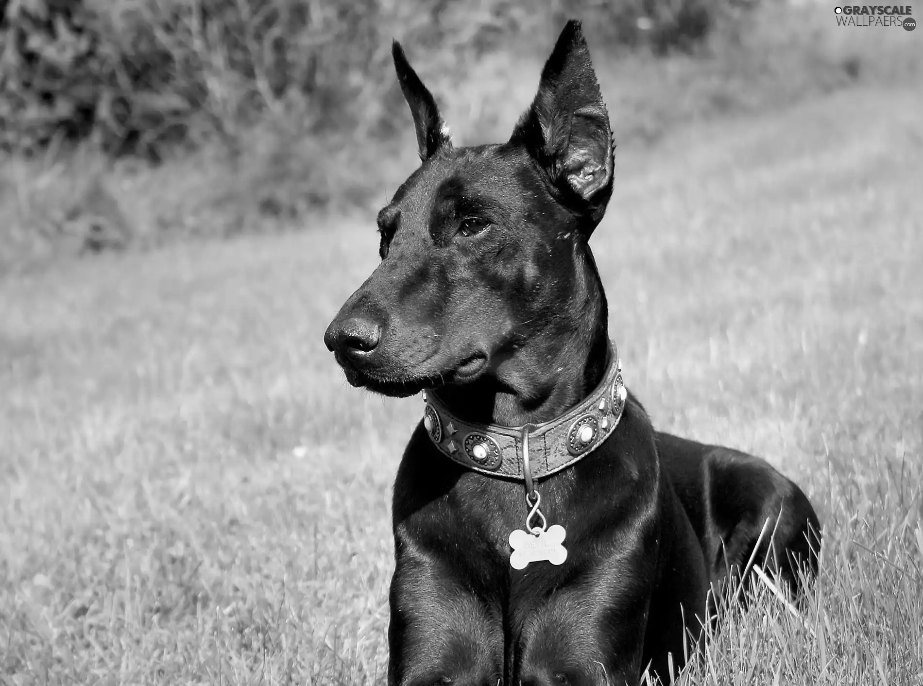 Doberman