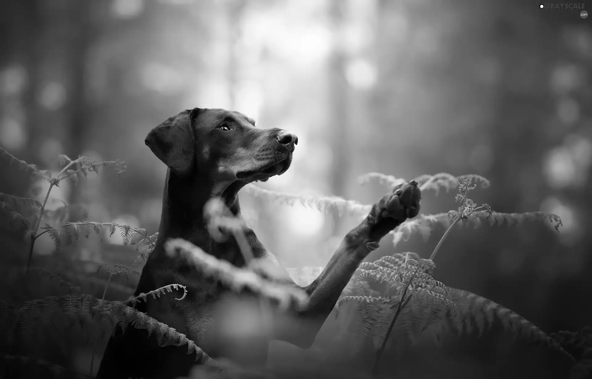 dog, fern, forest, Doberman