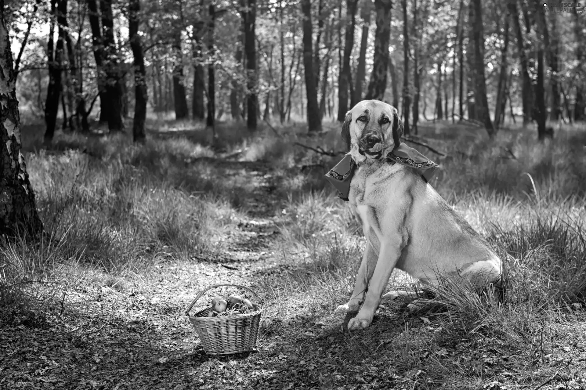 dog, basket, Path, grass, forest