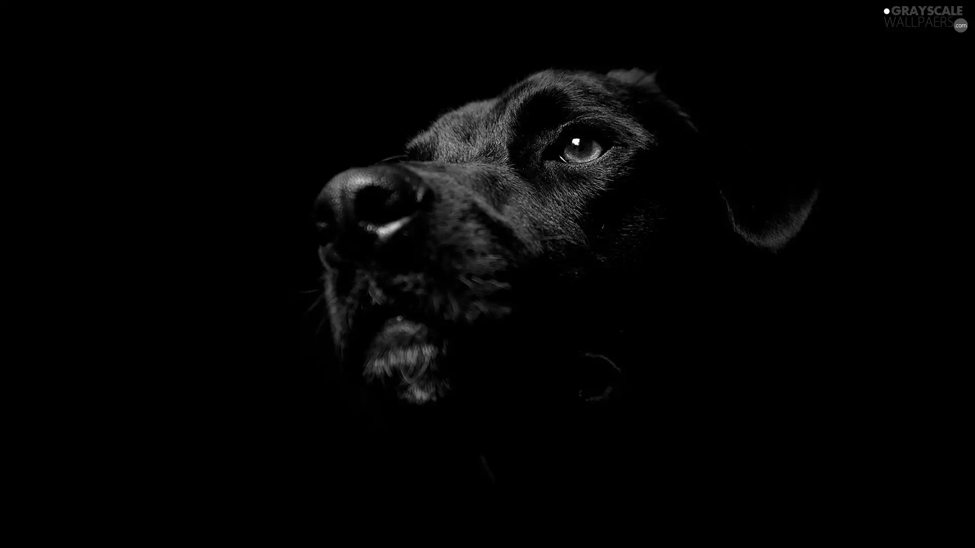 Labrador Retriever, Black, dog