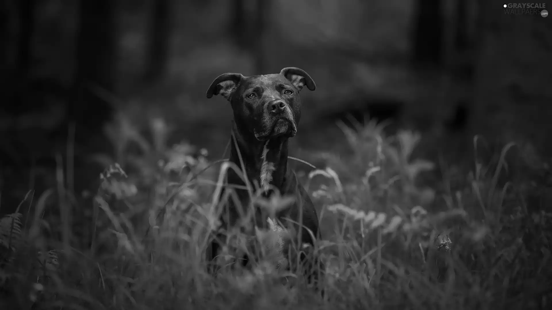 Black, grass, Flowers, dog
