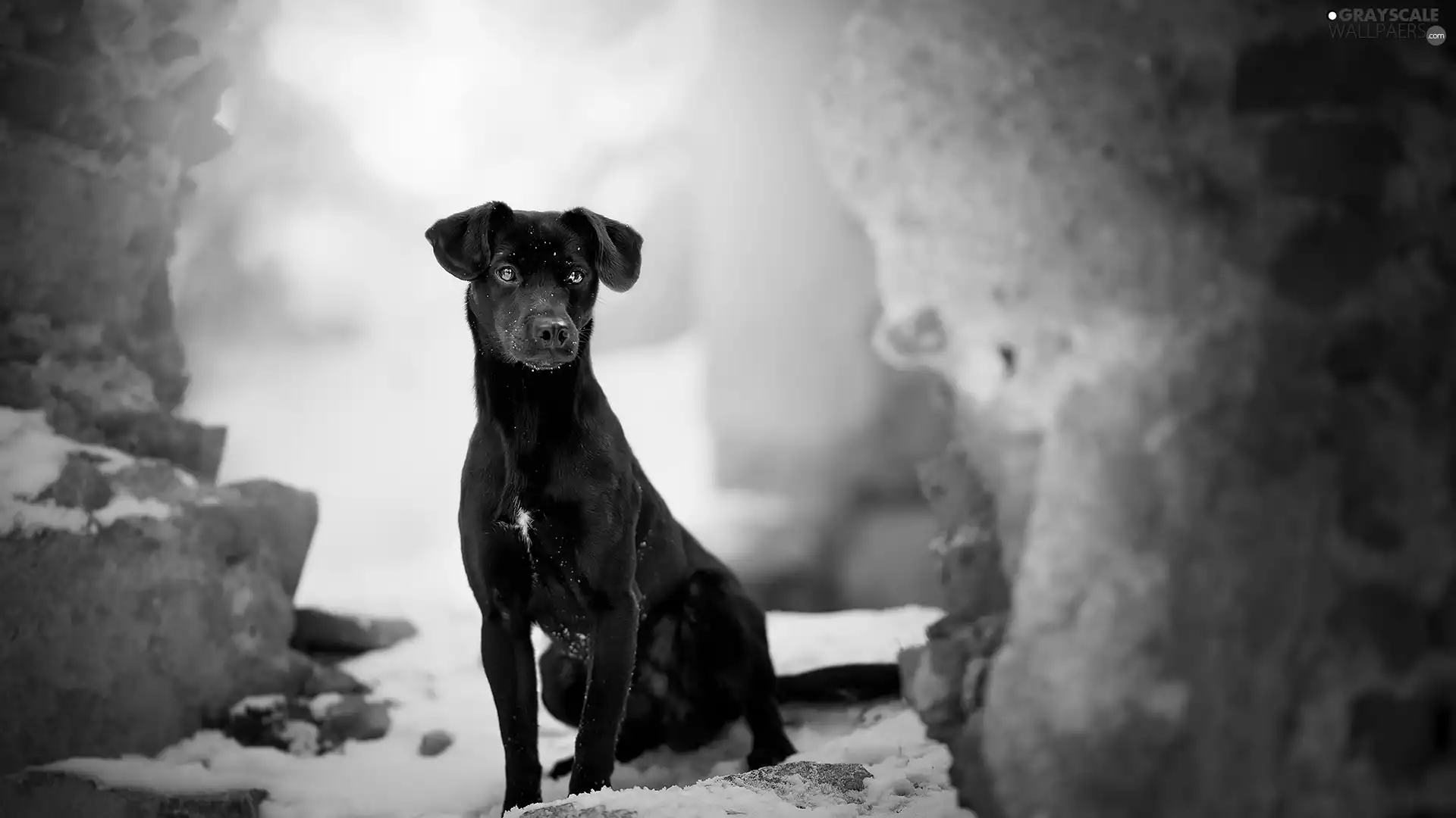 dog, sitter, Black