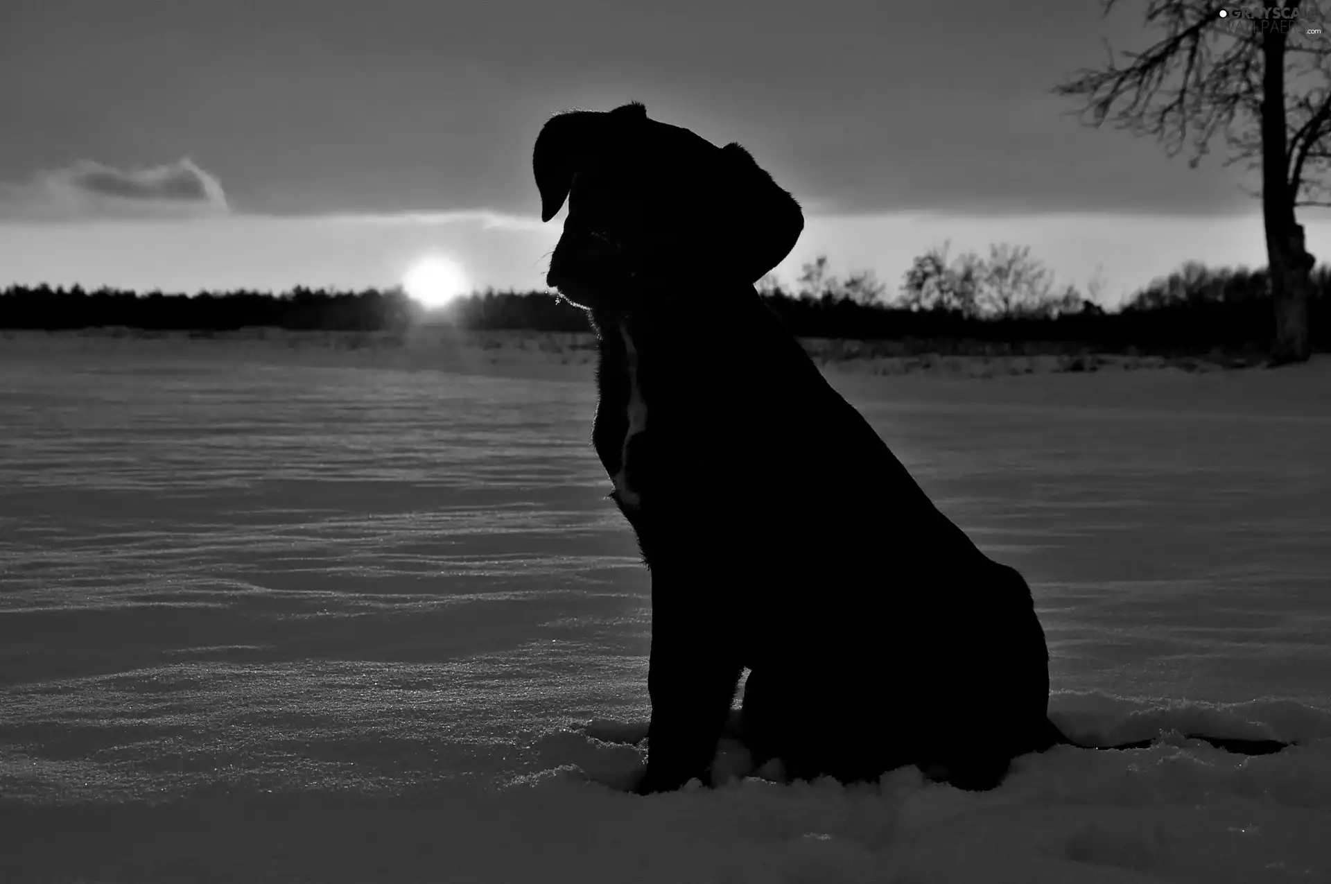 dog, blur, west, sun, winter