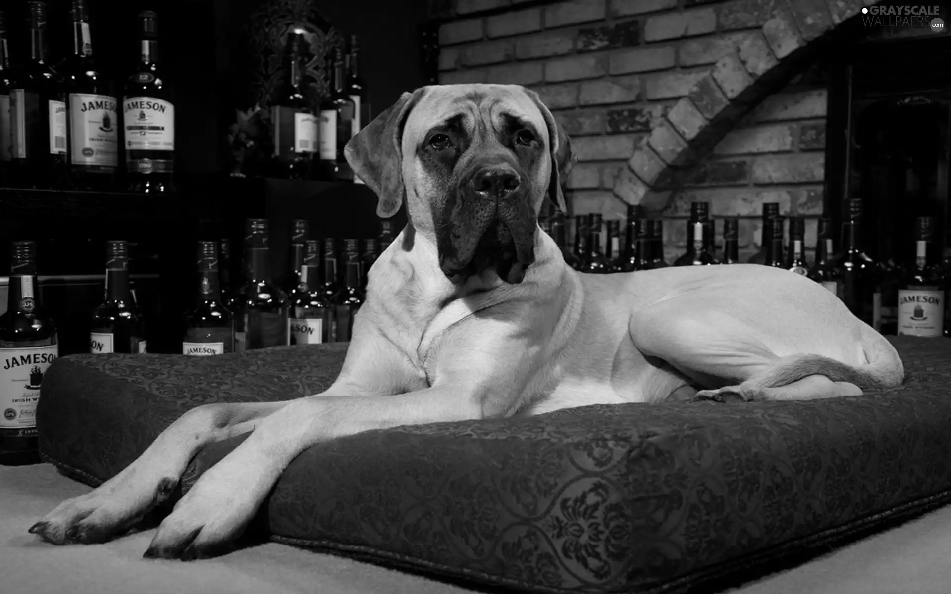 Bottles, cushion, Dog, Whisky