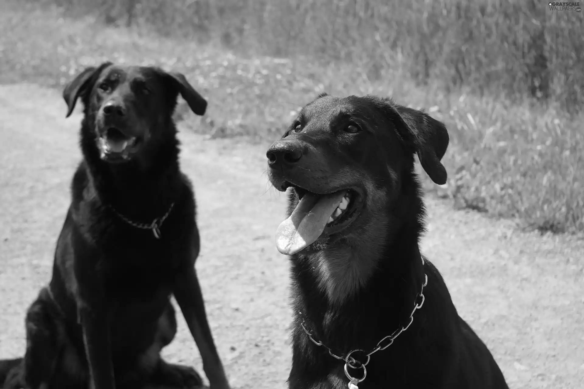 chain, Beauceron, dog-collar