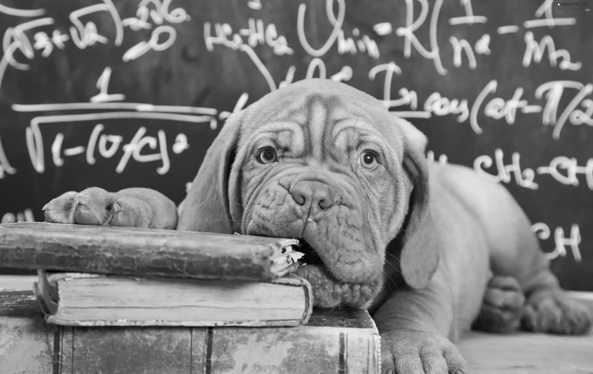 Books, Dog de Bordeaux, dog