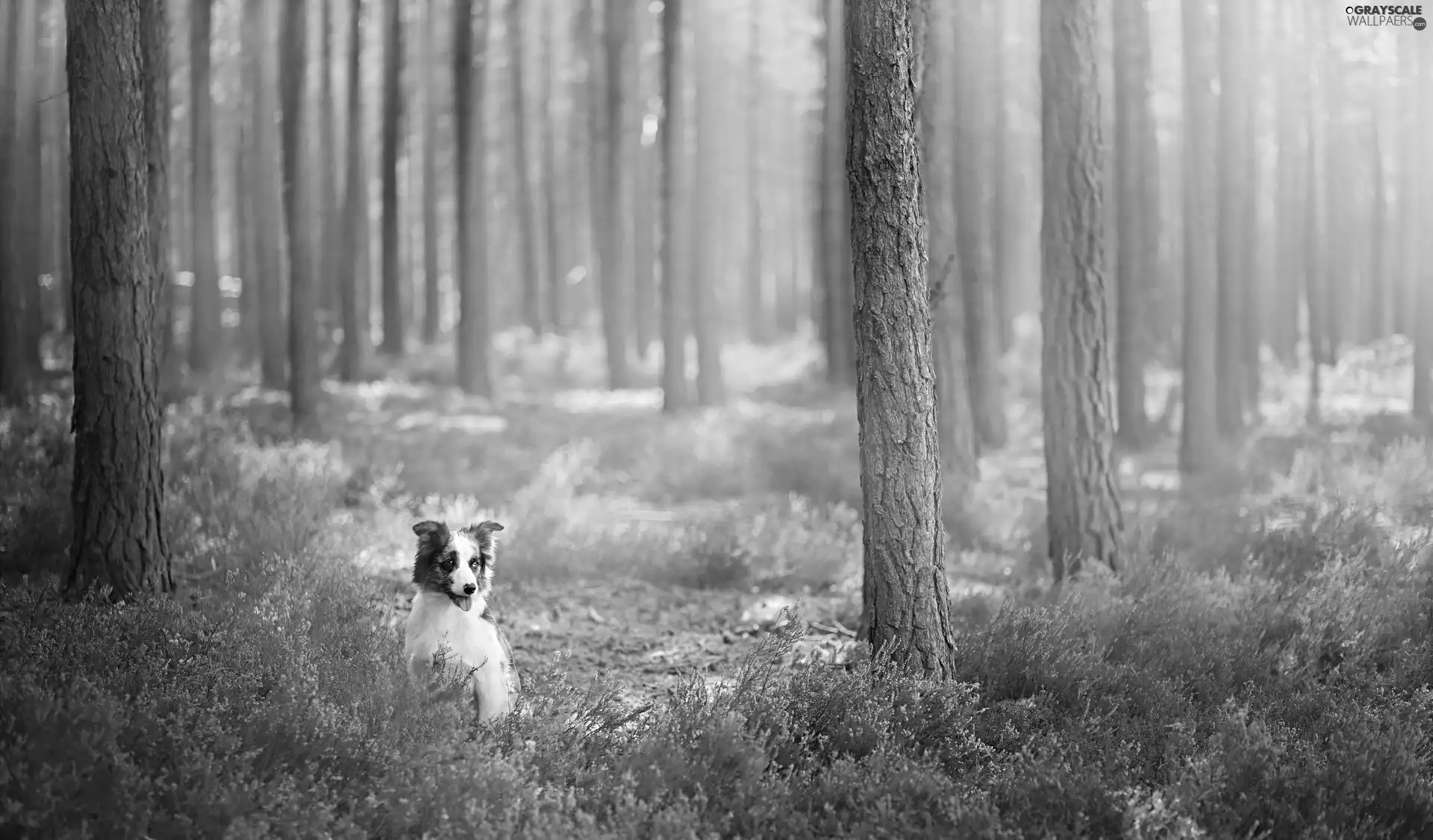 forest, heather, dog, Flowers