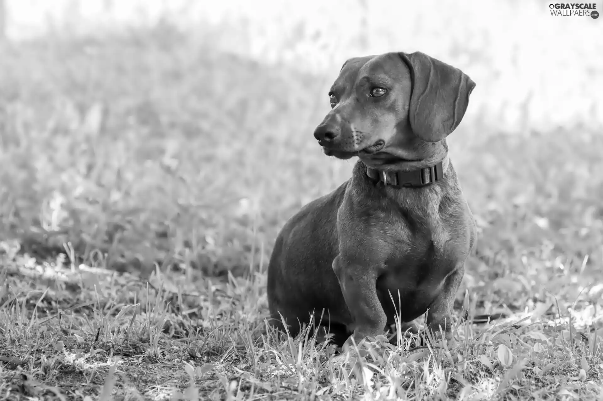 grass, dachshund, dog-collar