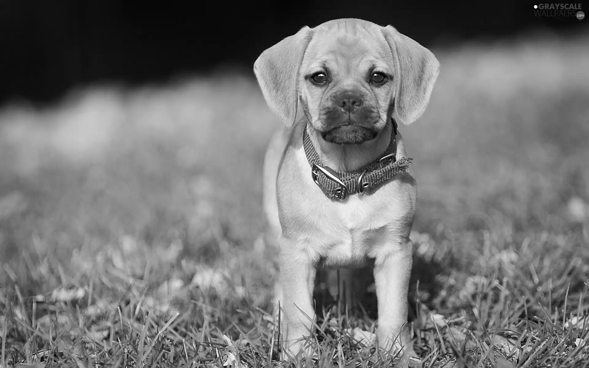 grass, Puppy, dog-collar