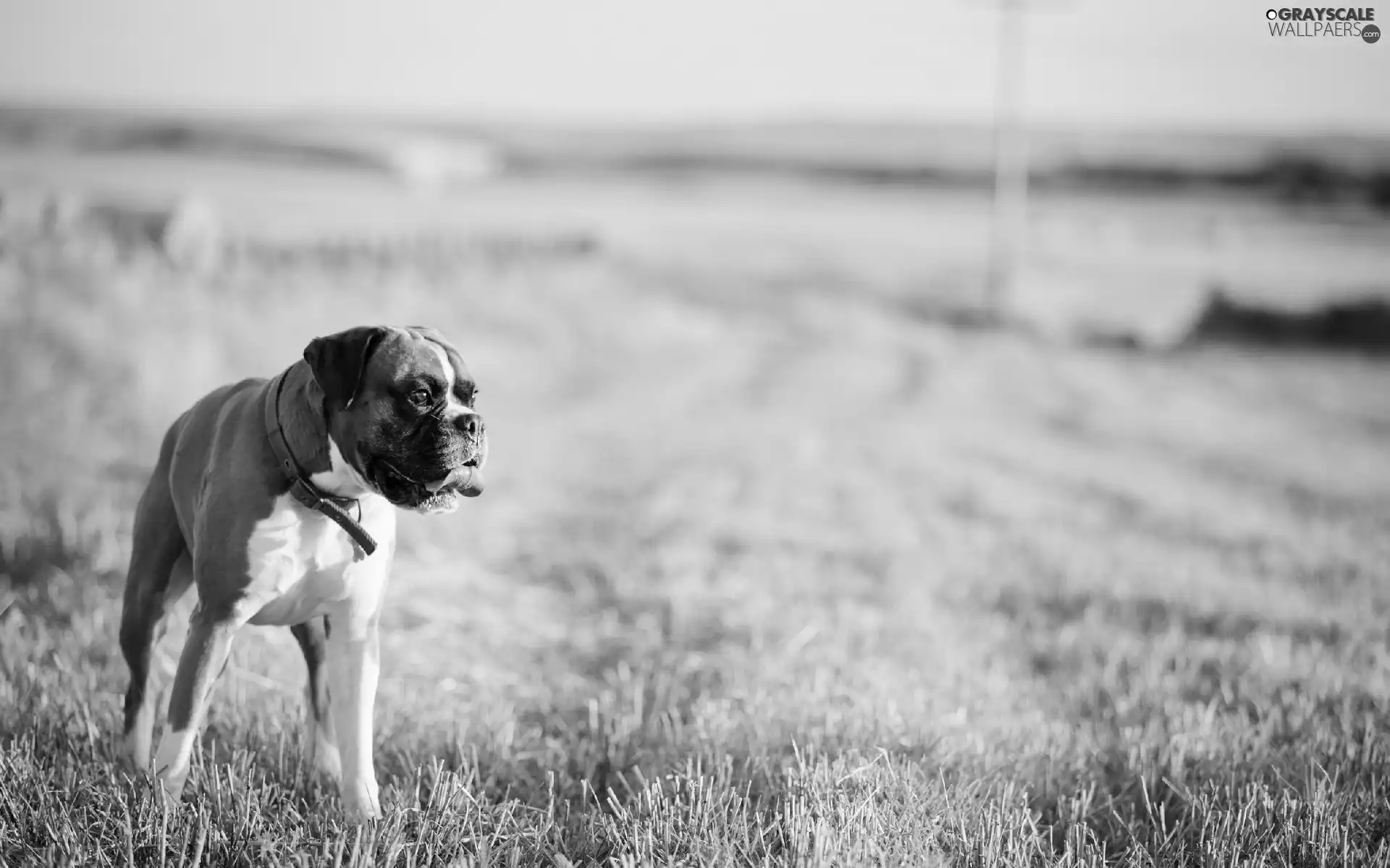 dog-collar, grass, boxer, Tounge, dog