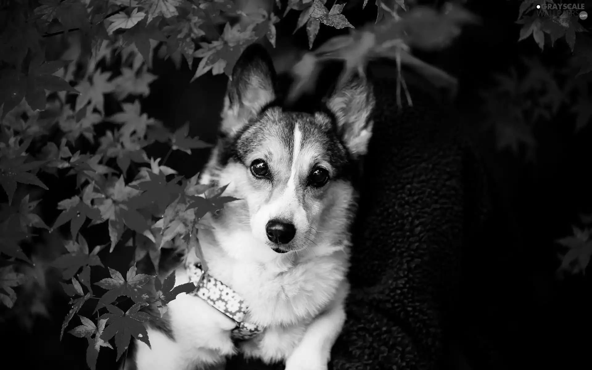 Leaf, doggy, dog-collar