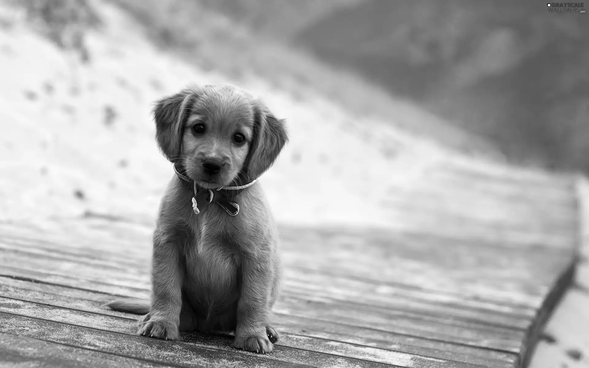 beautiful, Puppy, Golden Retriever, dog