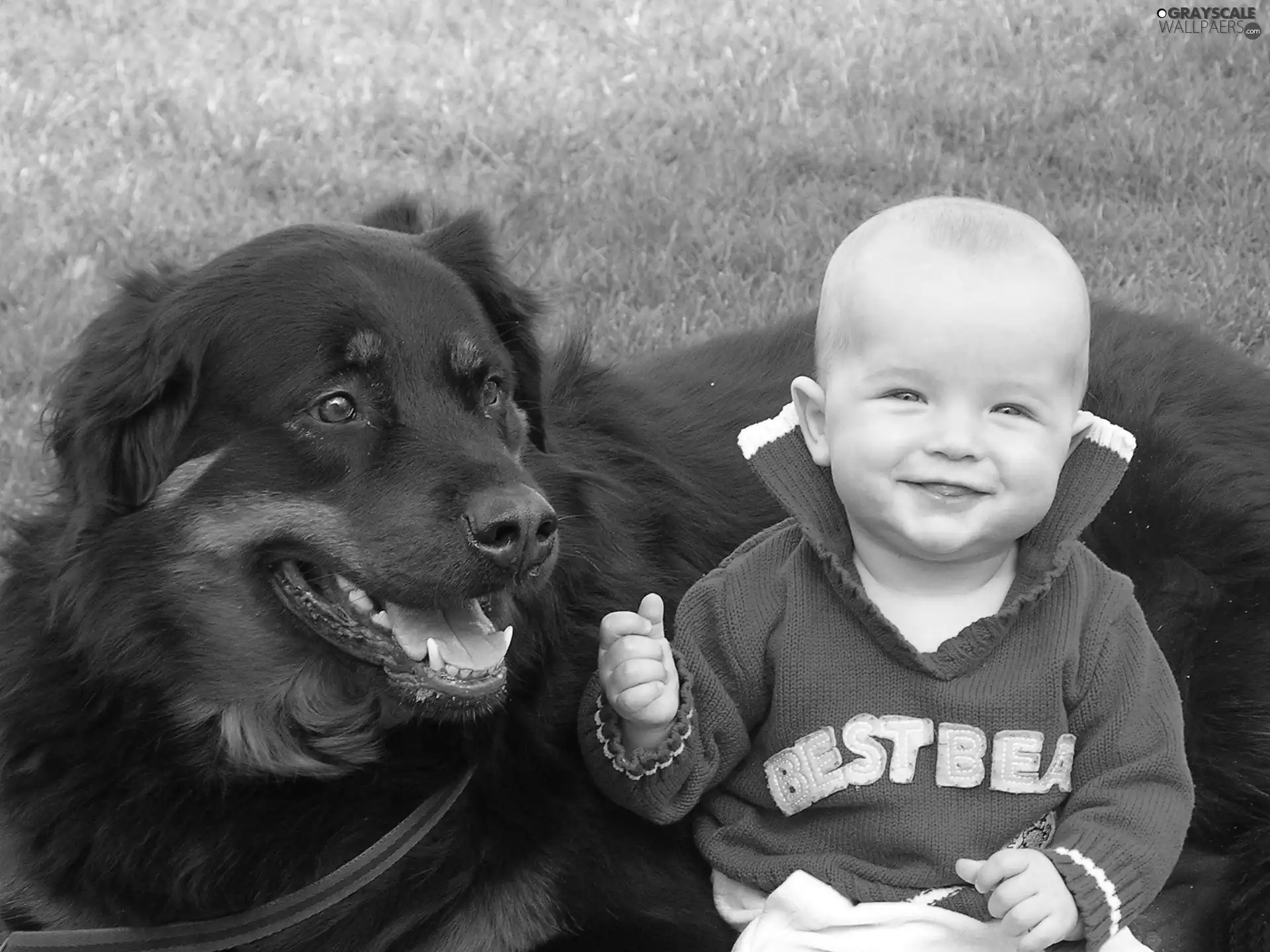 dog, boy, Meadow