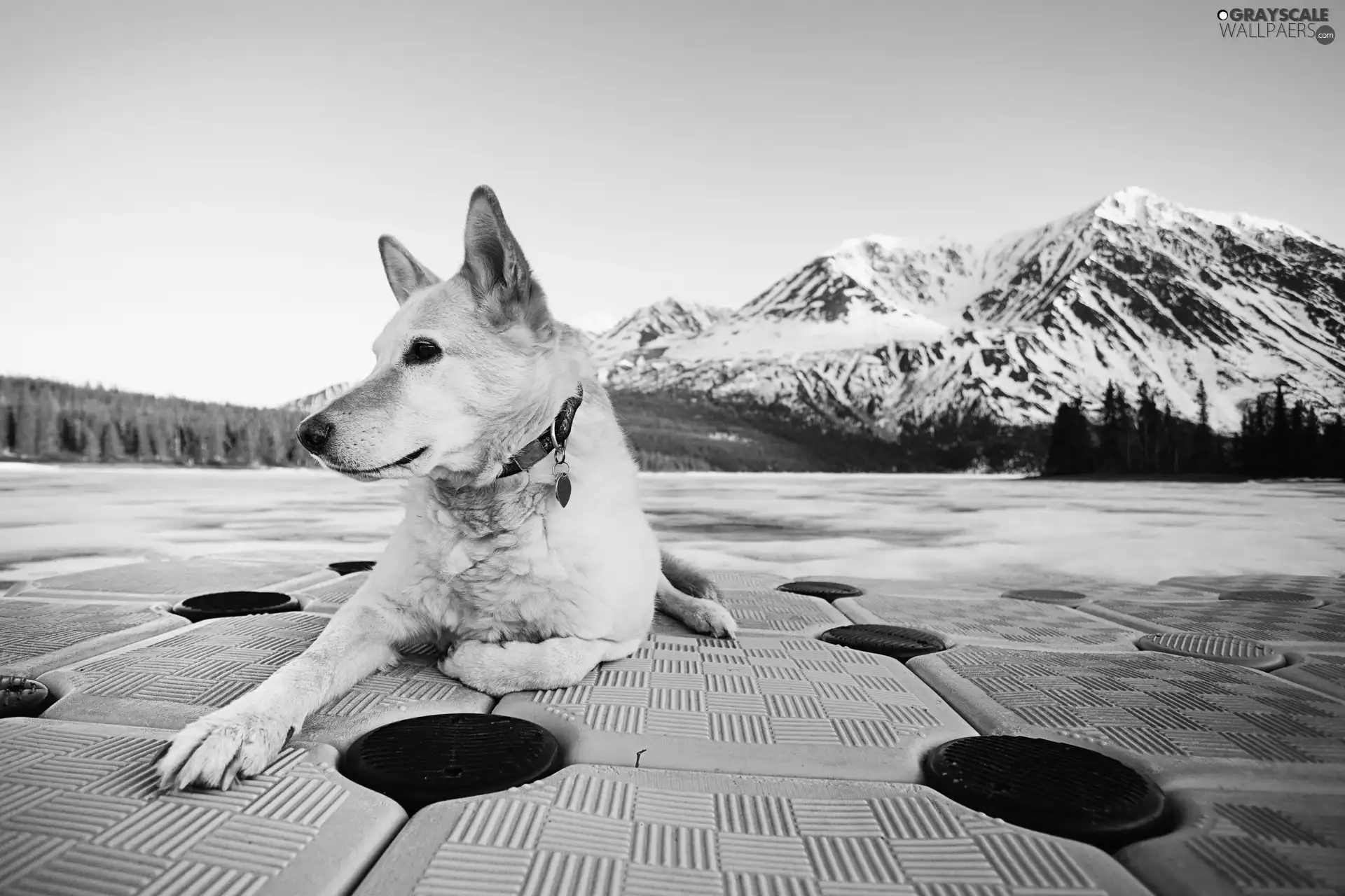 Mountains, dog, dog-collar