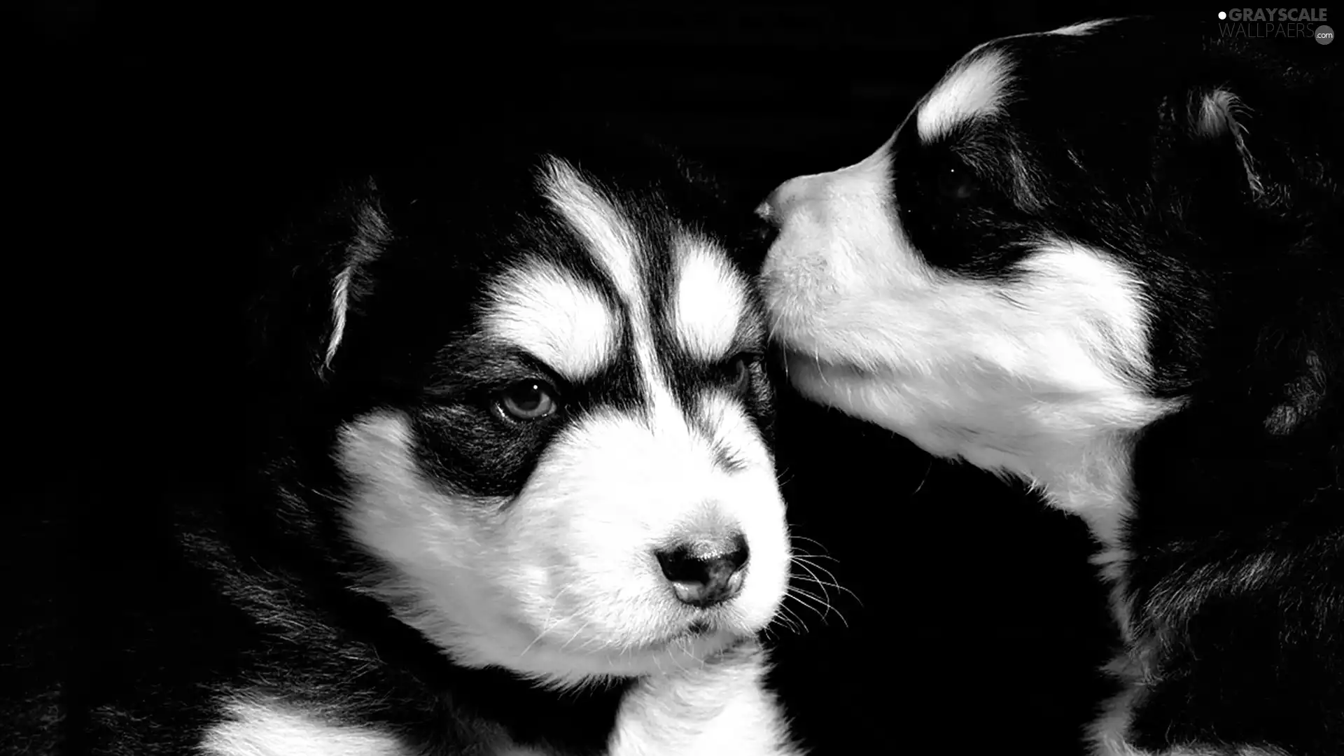 dog, mug, black, White, Two