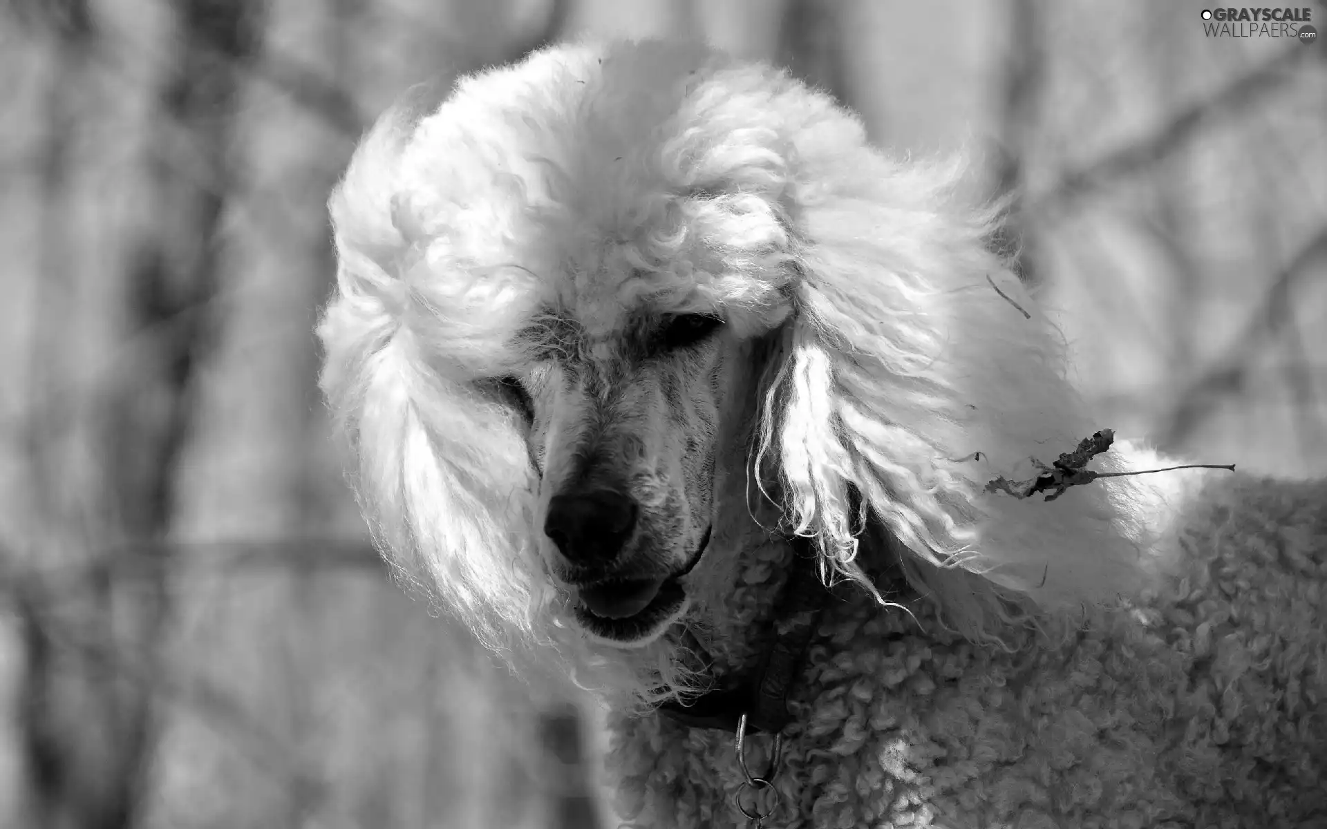 poodle, viewes, dog-collar, trees