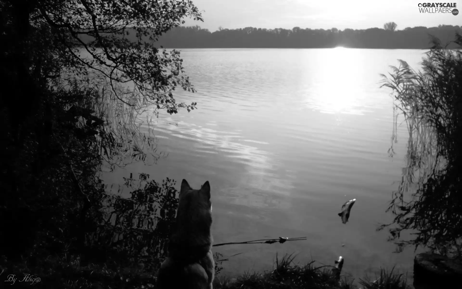 dog, rushes, west, sun, lake