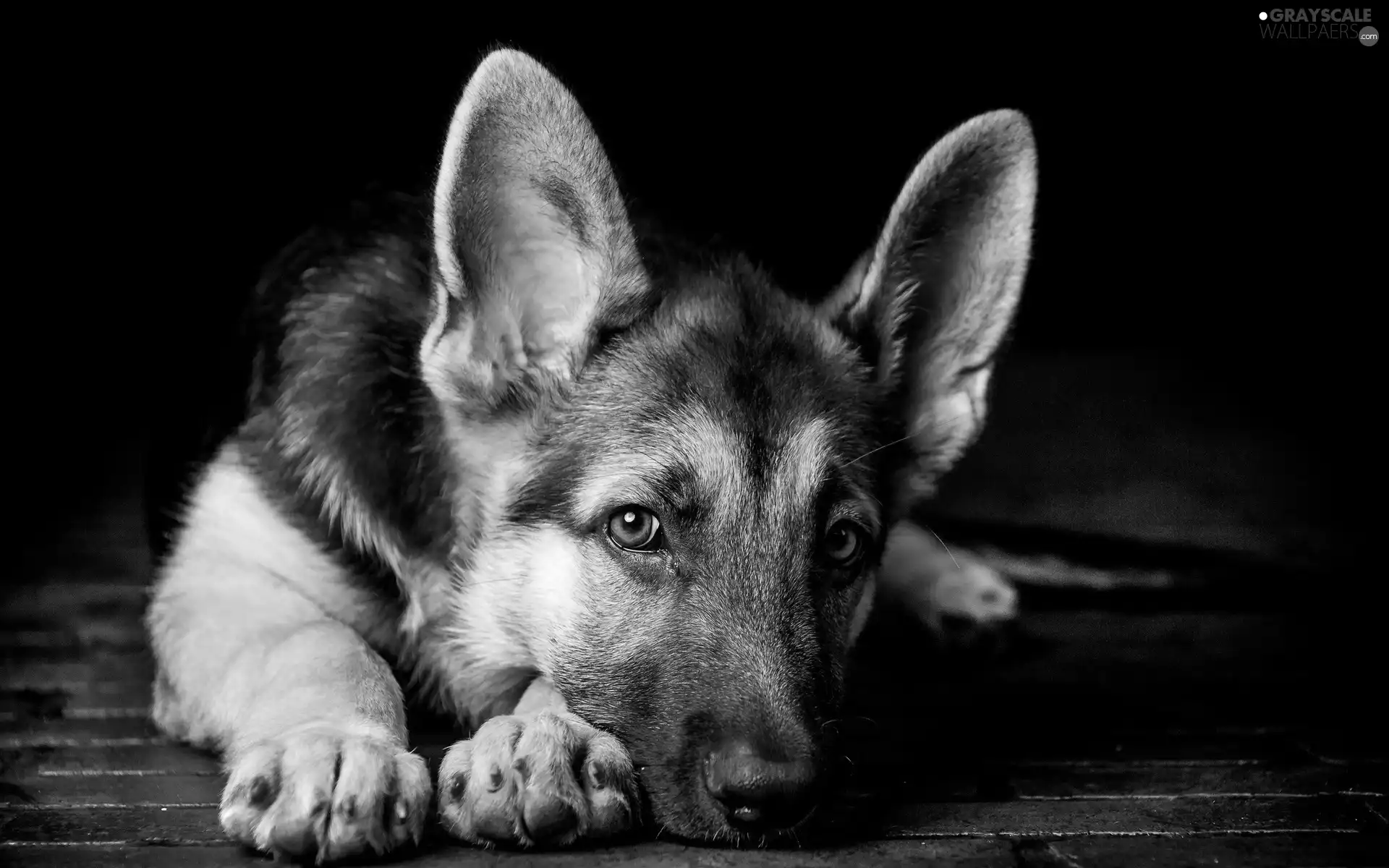 Resting, sheep-dog