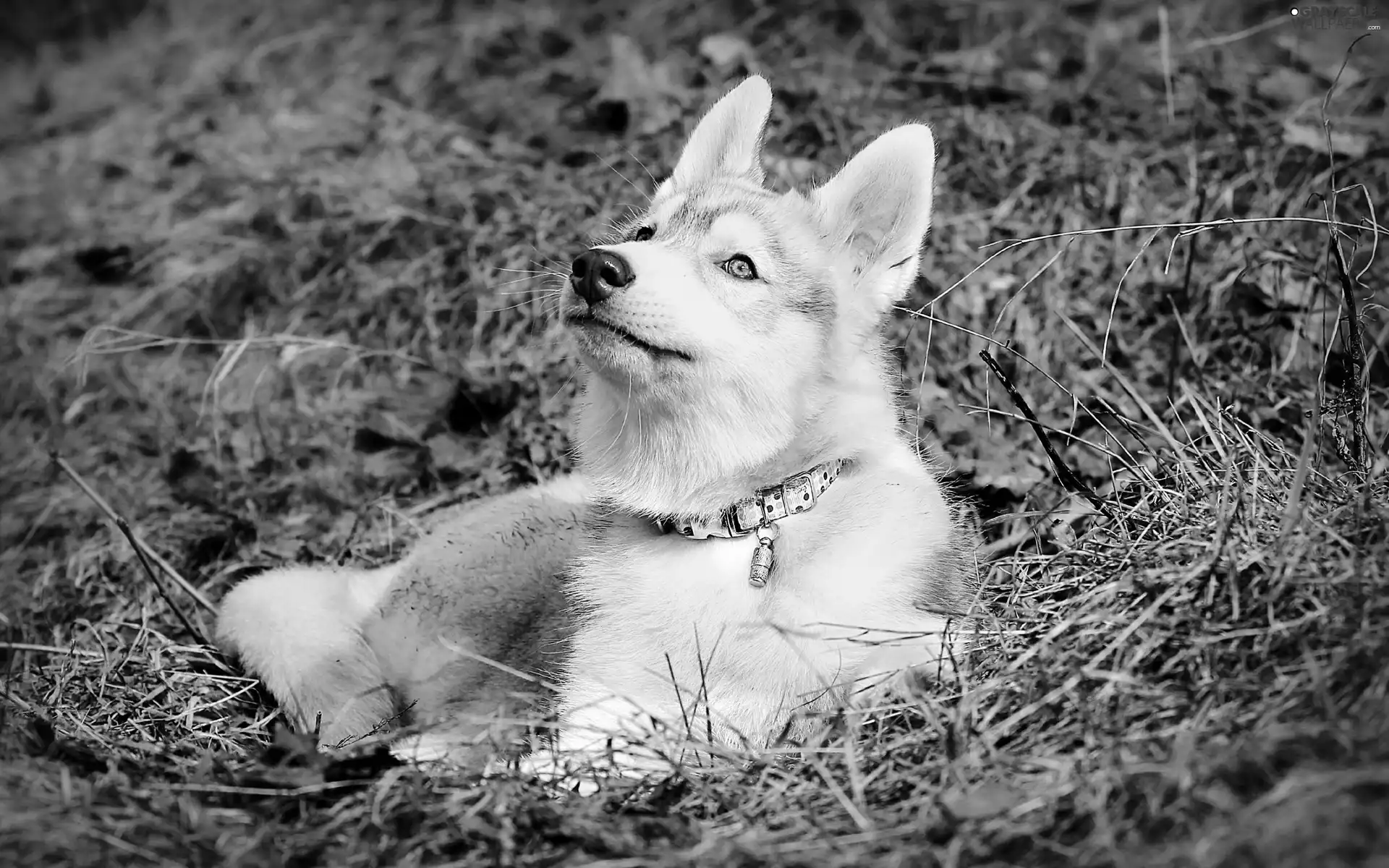 grass, Siberian Husky, dog-collar