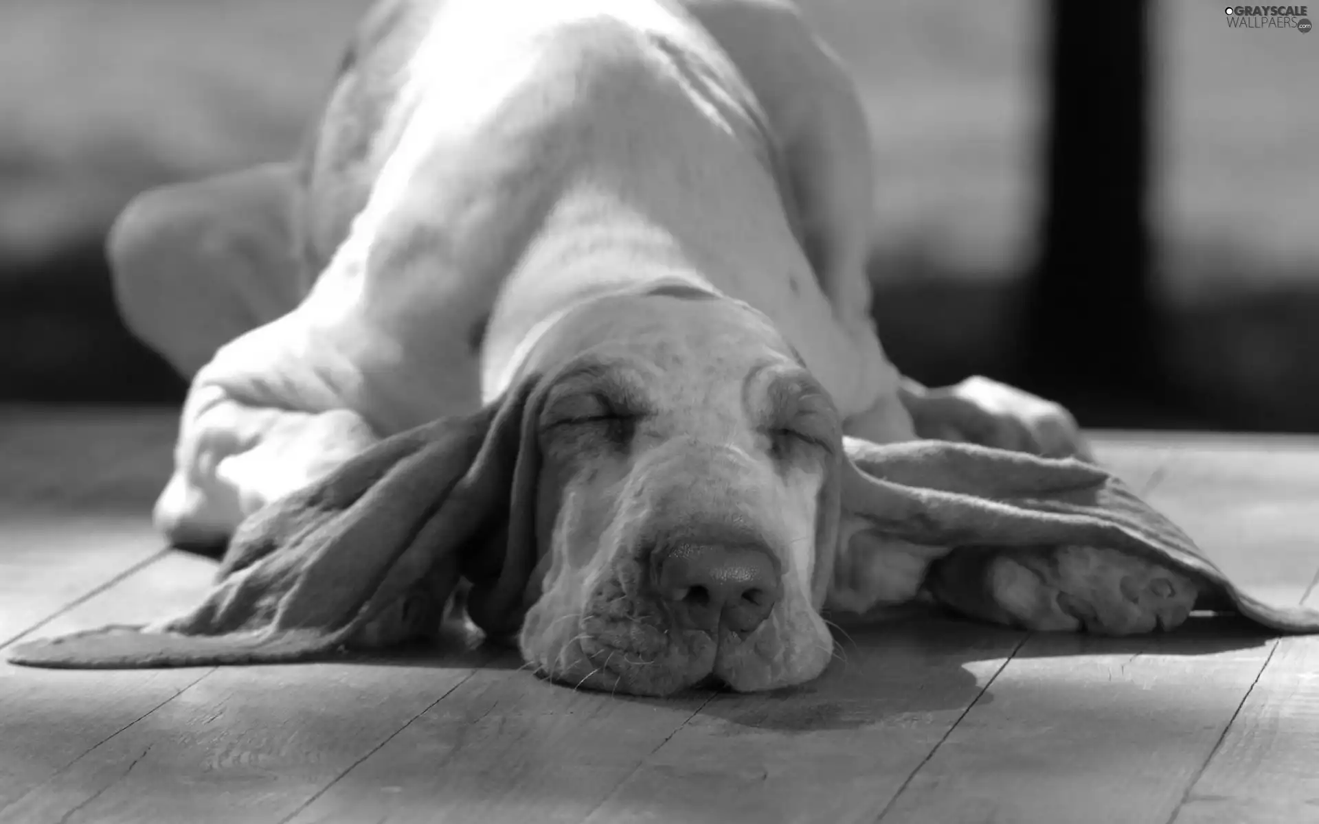 basset, dog, sleepyhead