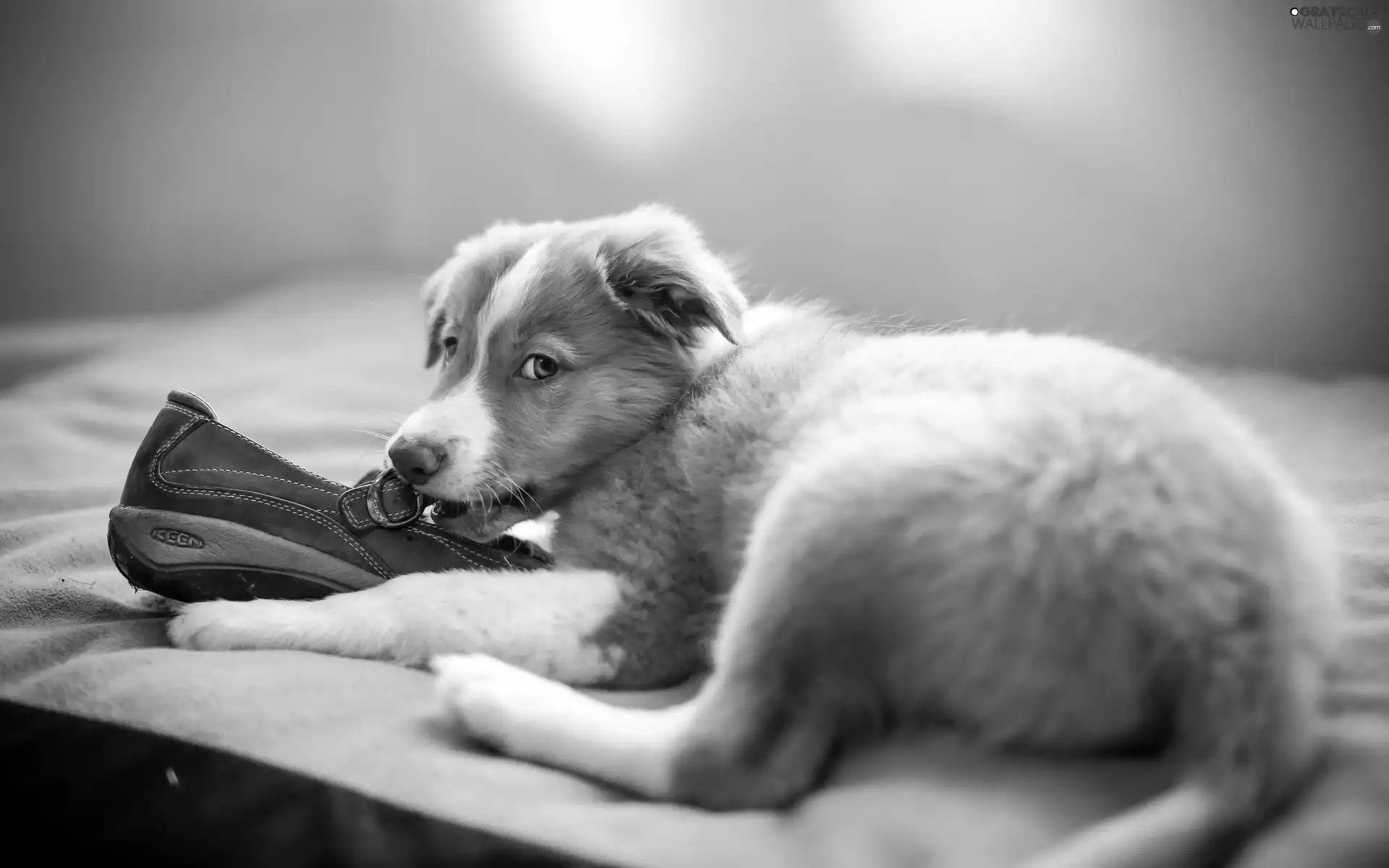 dog, Australian Shepherd, ##, Australian Shepherd