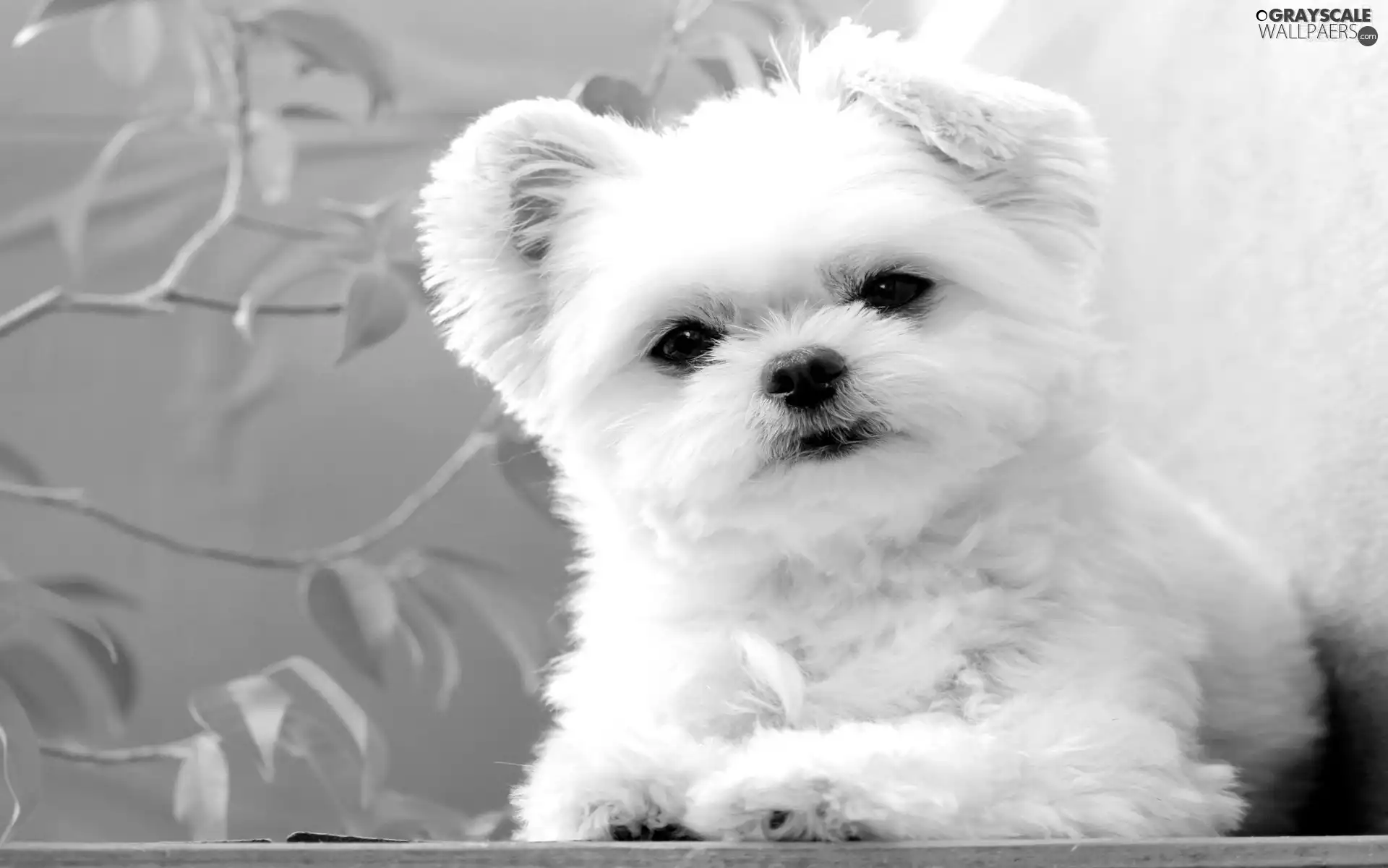 small, doggie, Maltese, White