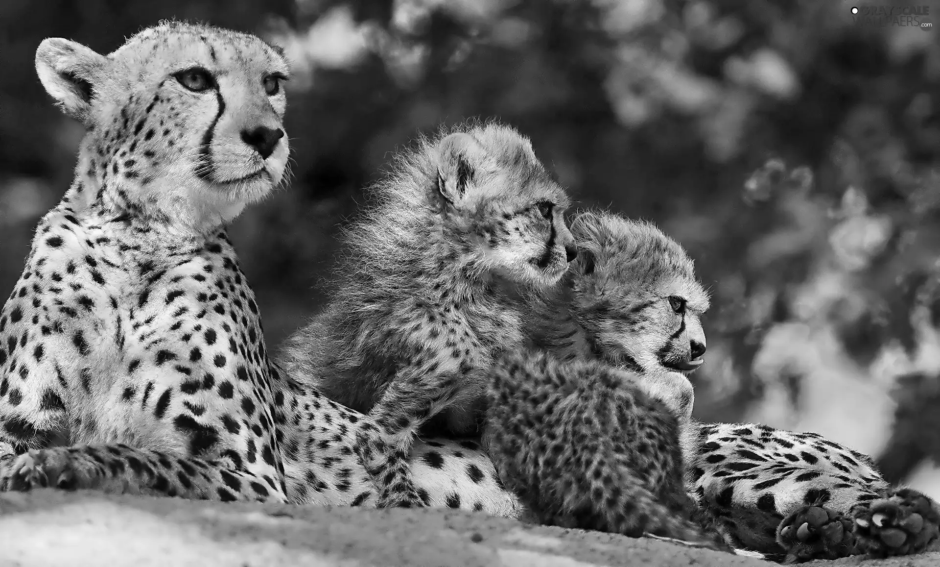 Cheetah, little doggies