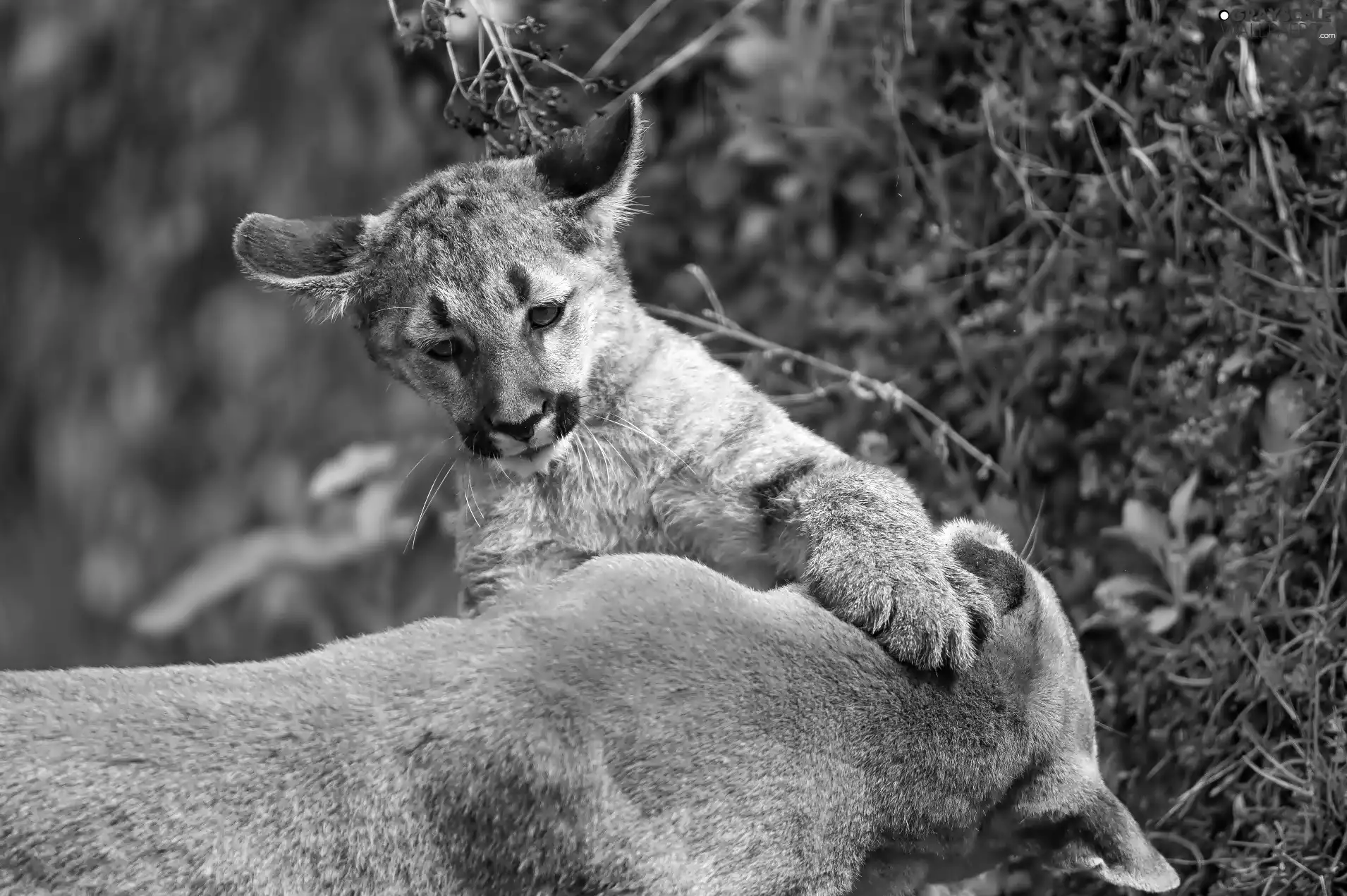 cougar, little doggies