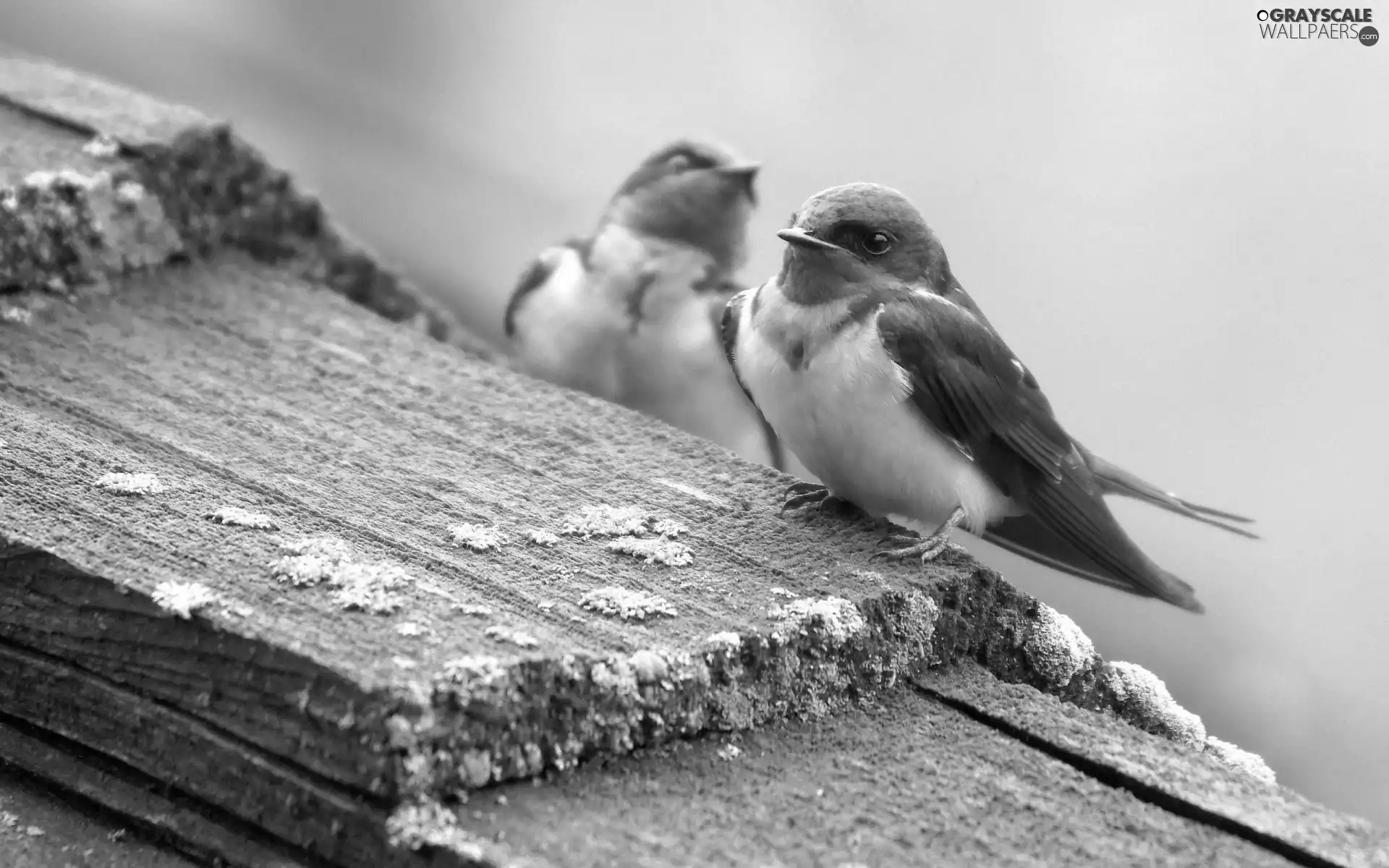 Two cars, Birds on the log, swallow, little doggies