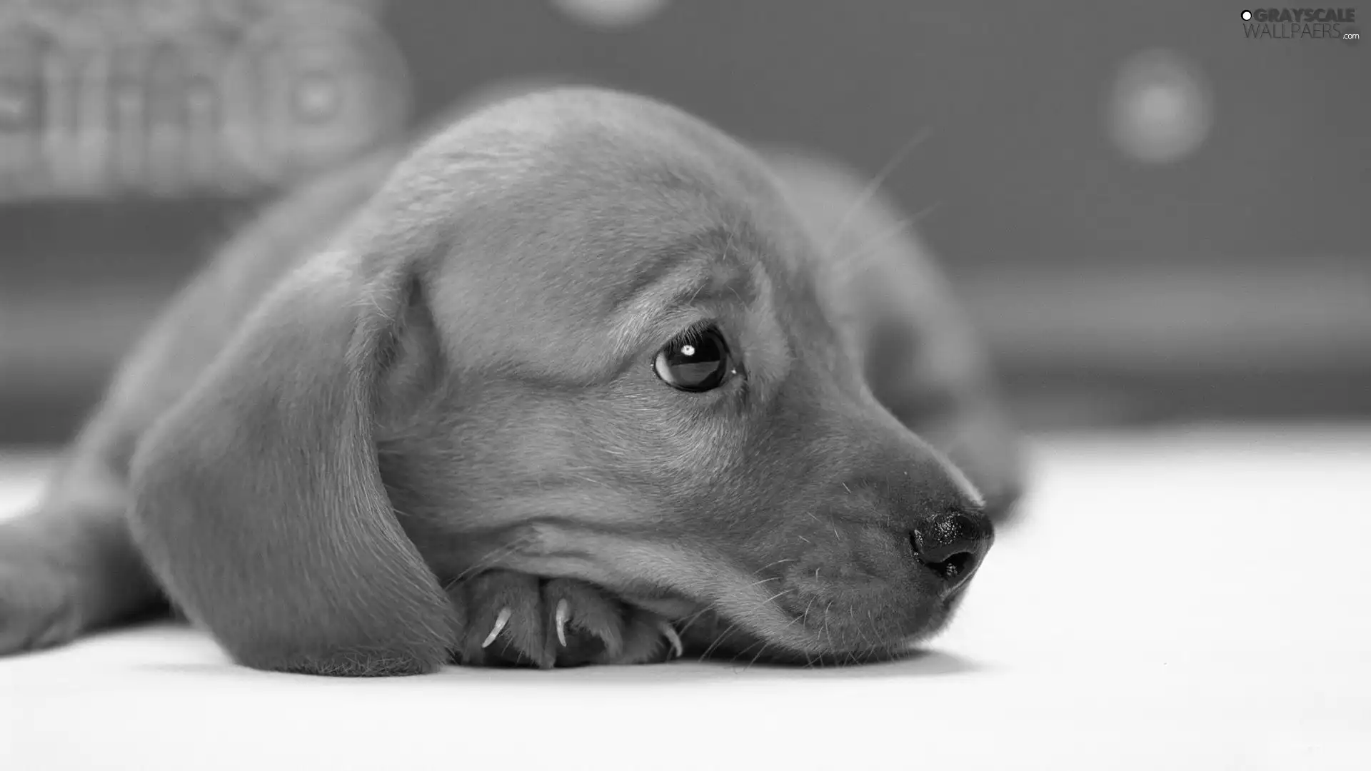 doggy, young, Brown