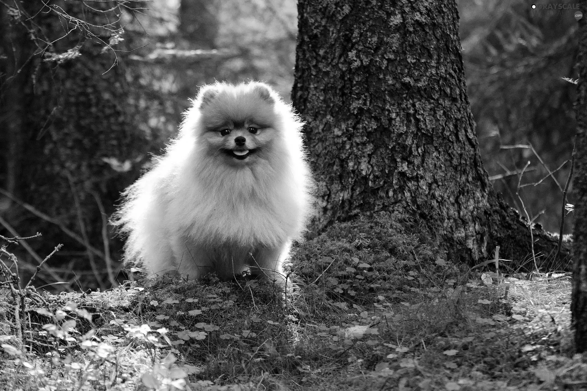 Toy Spitz, hairy, doggy