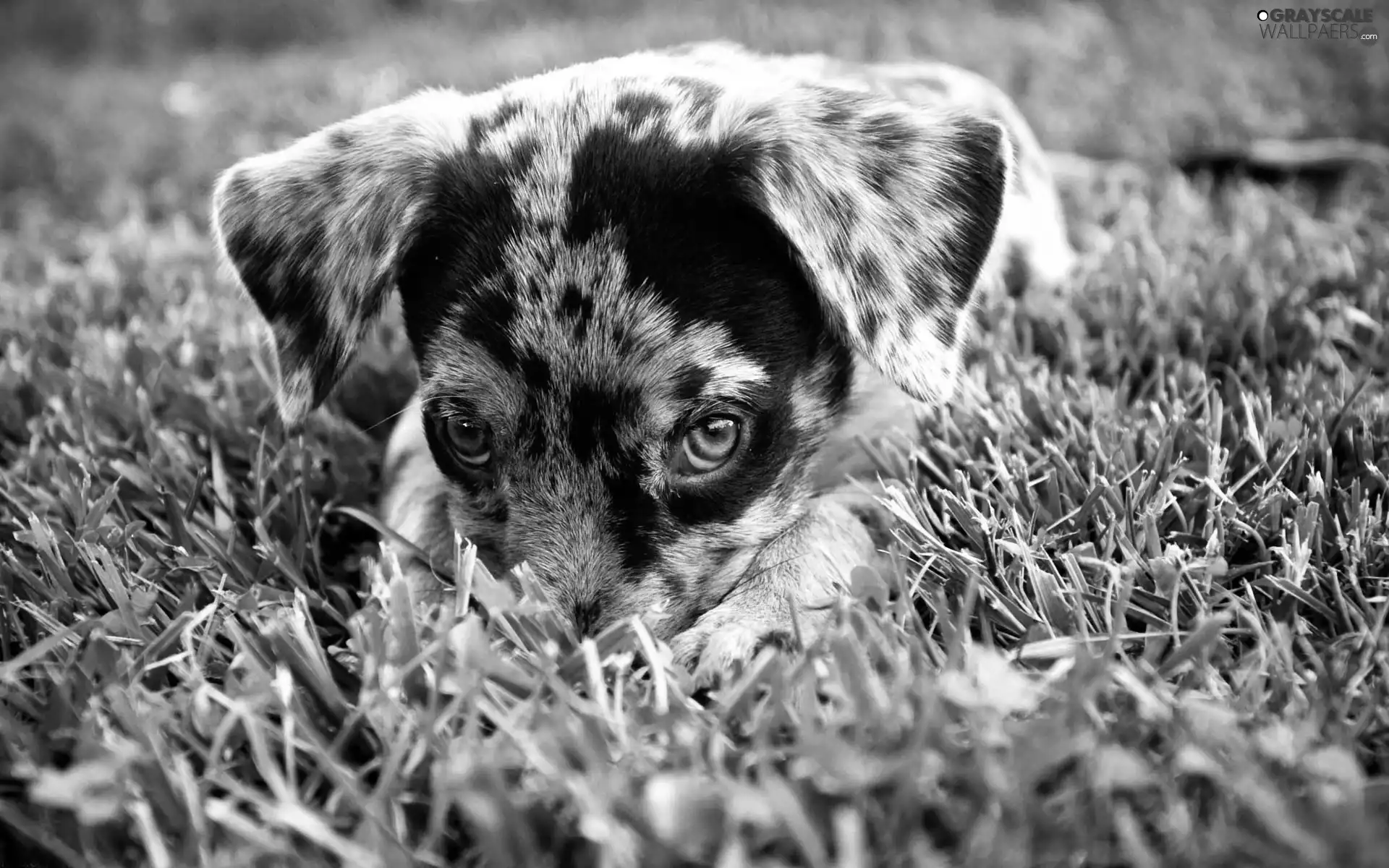 Australian Shepherd, Australian Shepherd